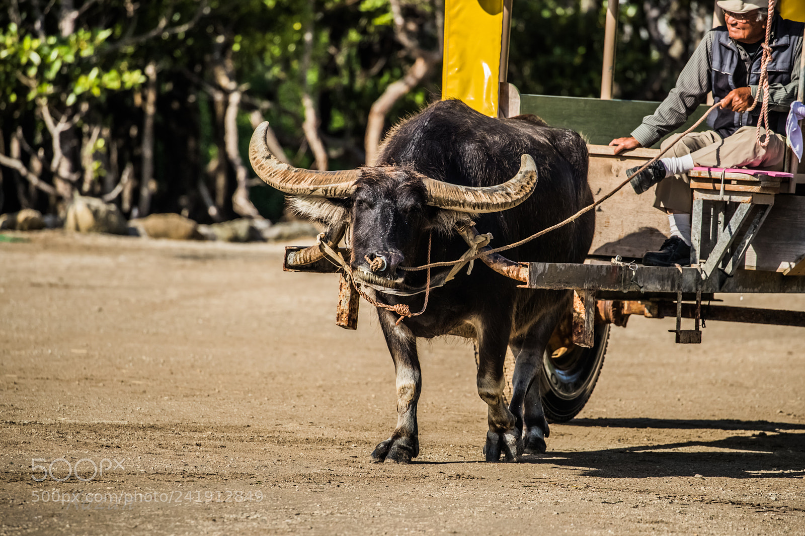 Canon EOS-1D X Mark II sample photo. Cow photography