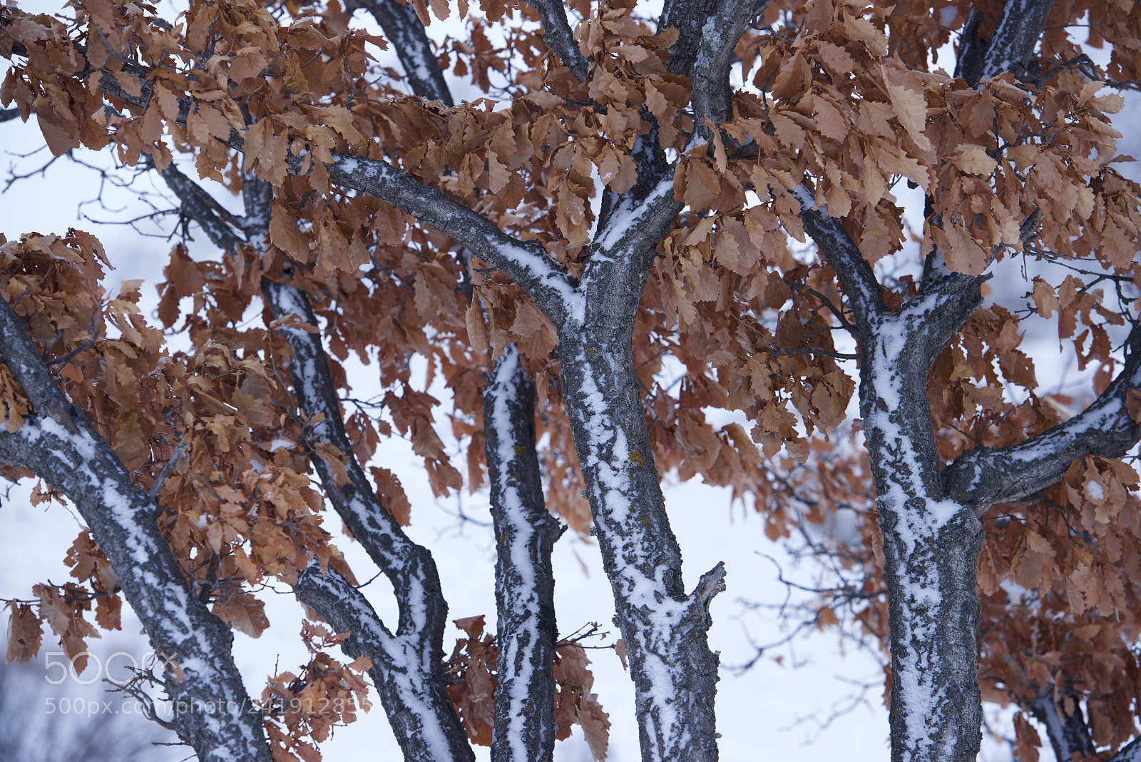 Nikon D800 sample photo. Frost on the side photography