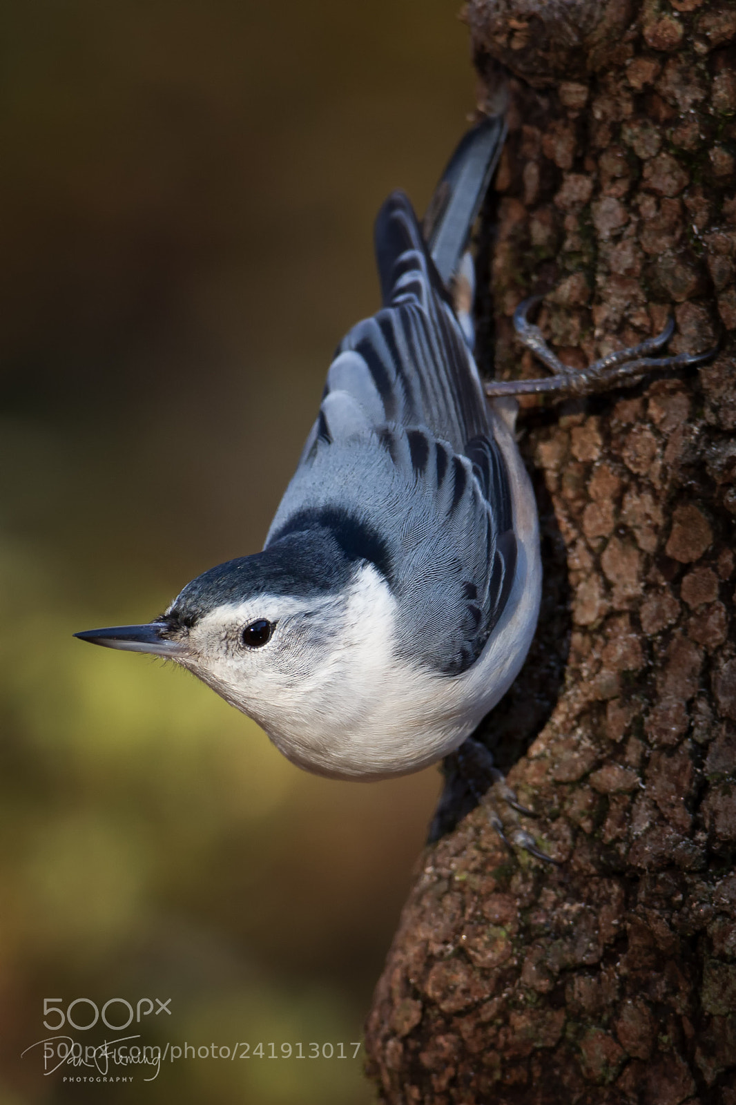 Canon EOS-1D X sample photo. Giving the eye photography