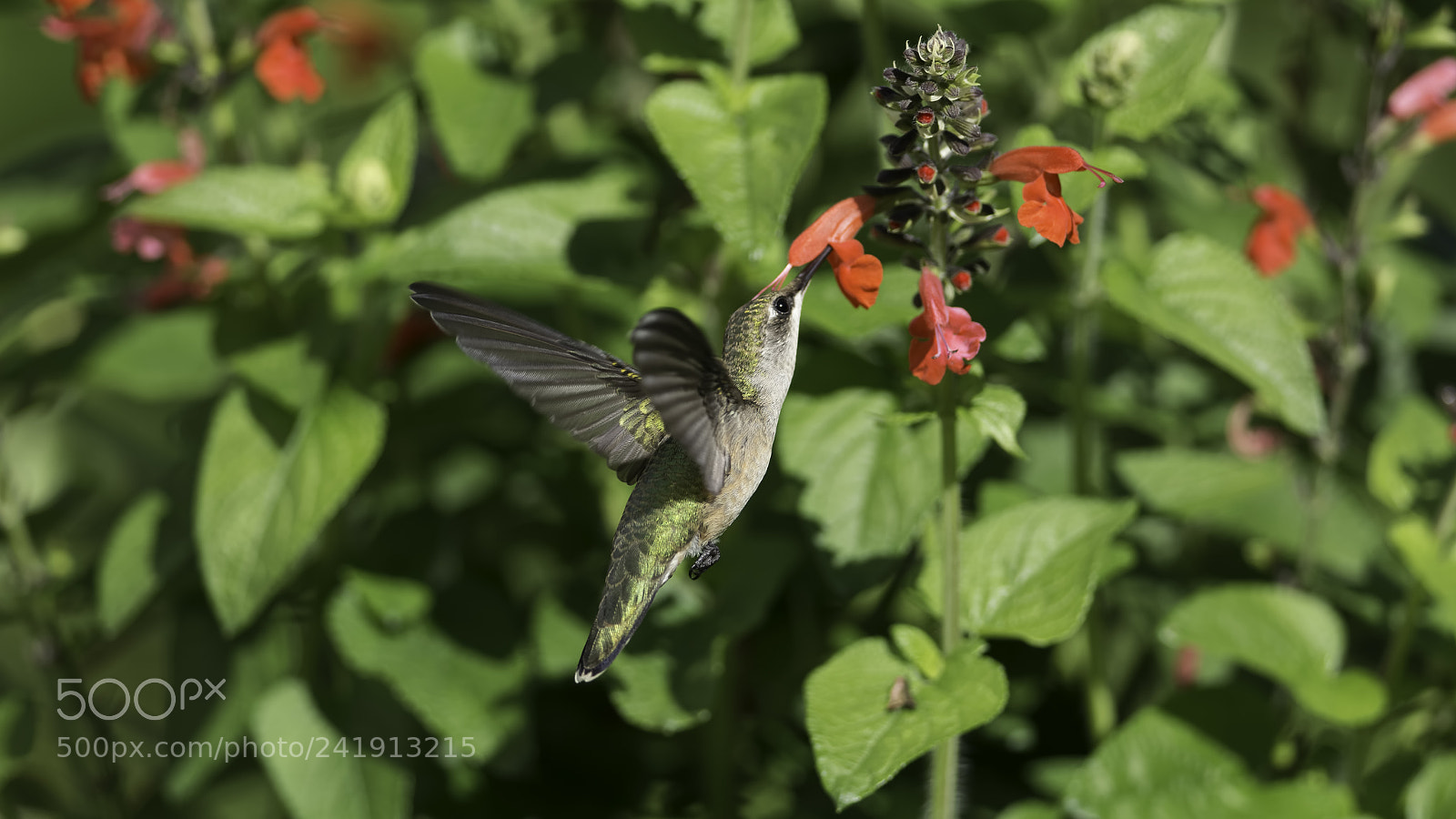 Nikon D7100 sample photo. Seeking nectar photography