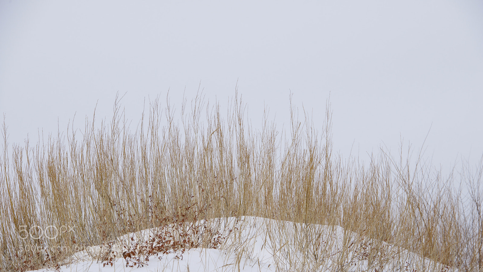 Nikon D800 sample photo. Still standing photography