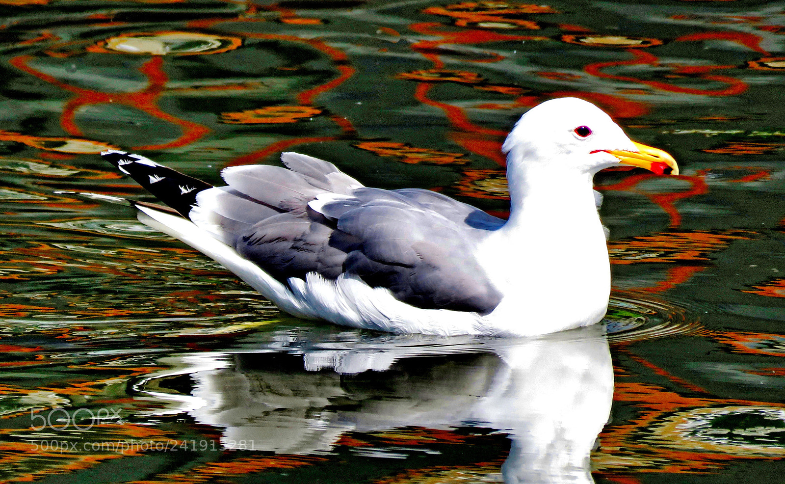Canon PowerShot SX60 HS sample photo. Seagull swimming in the photography