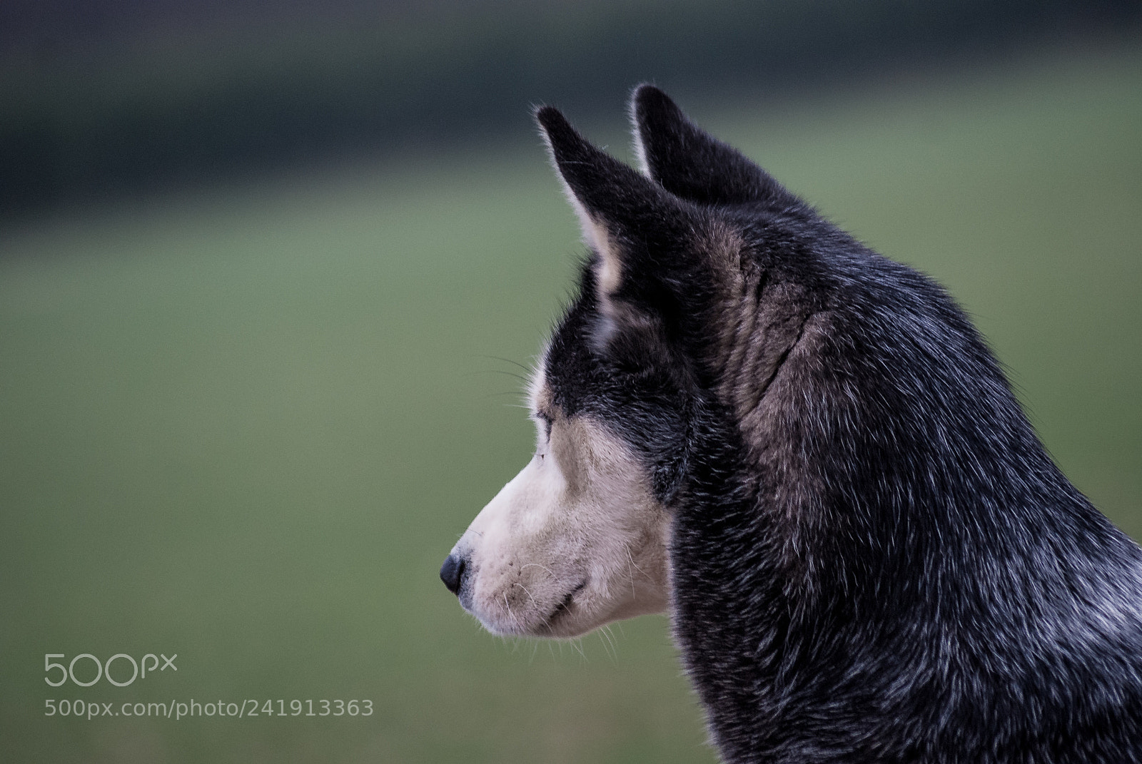 Sony Alpha DSLR-A200 sample photo. Husky photography