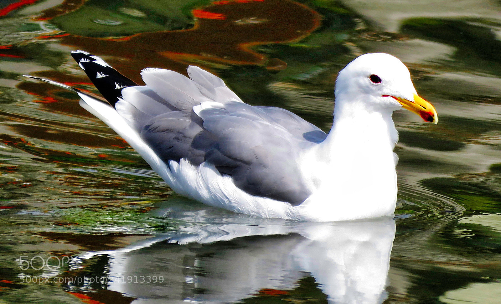 Canon PowerShot SX60 HS sample photo. Seagull swimming in the photography