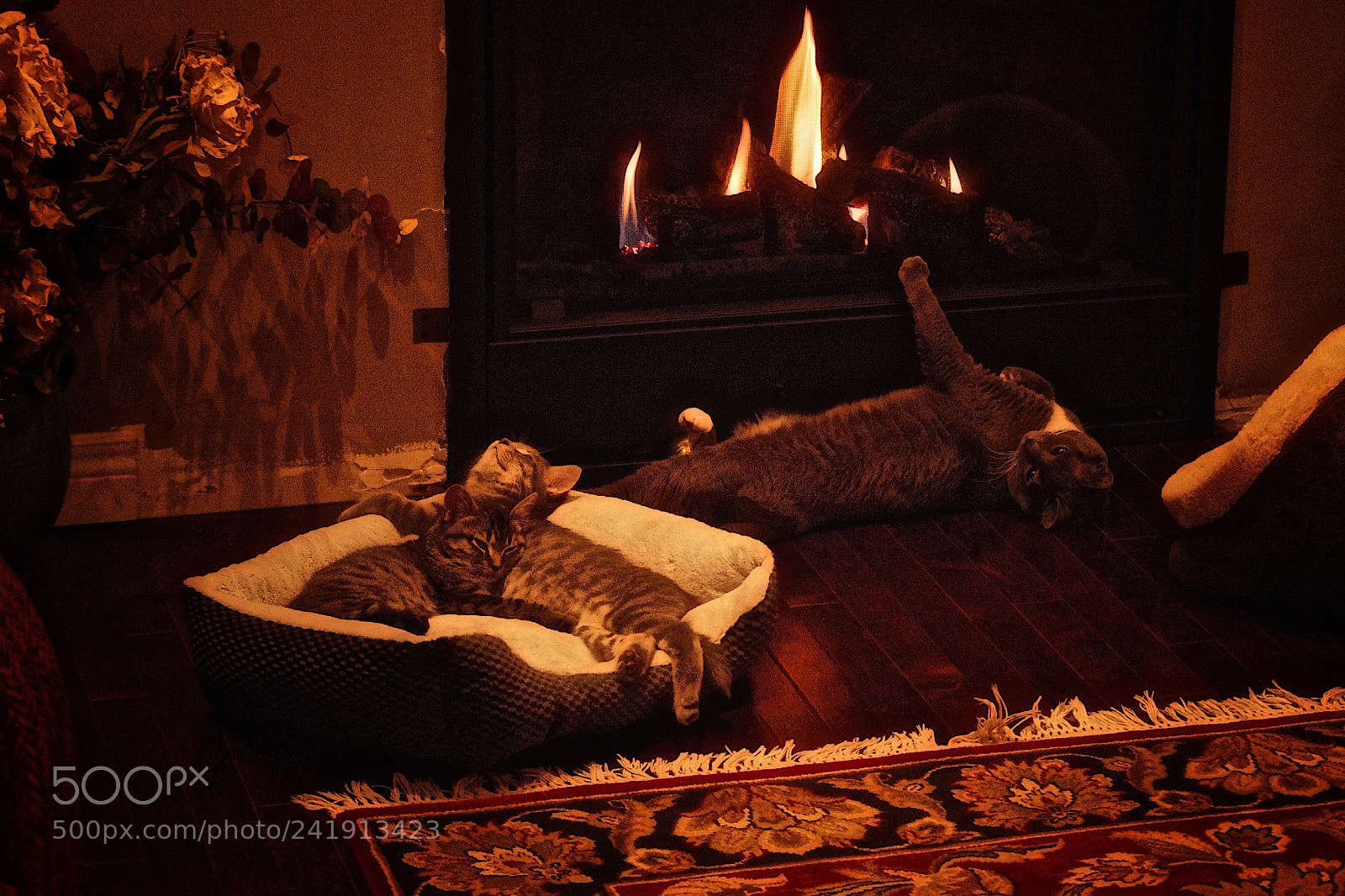 Pentax K-1 sample photo. Creature comforts photography