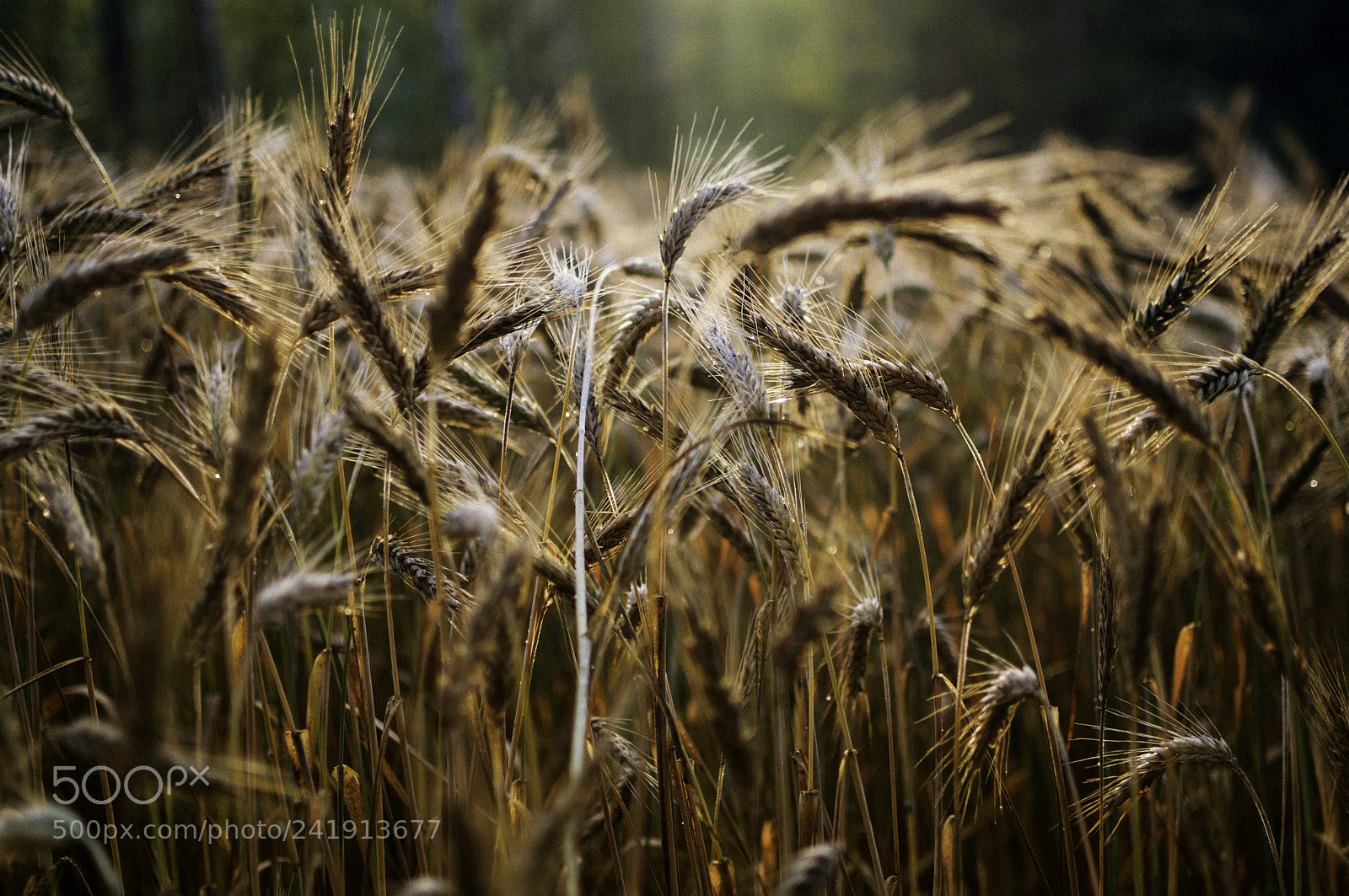 Nikon D90 sample photo. The land that feeds photography