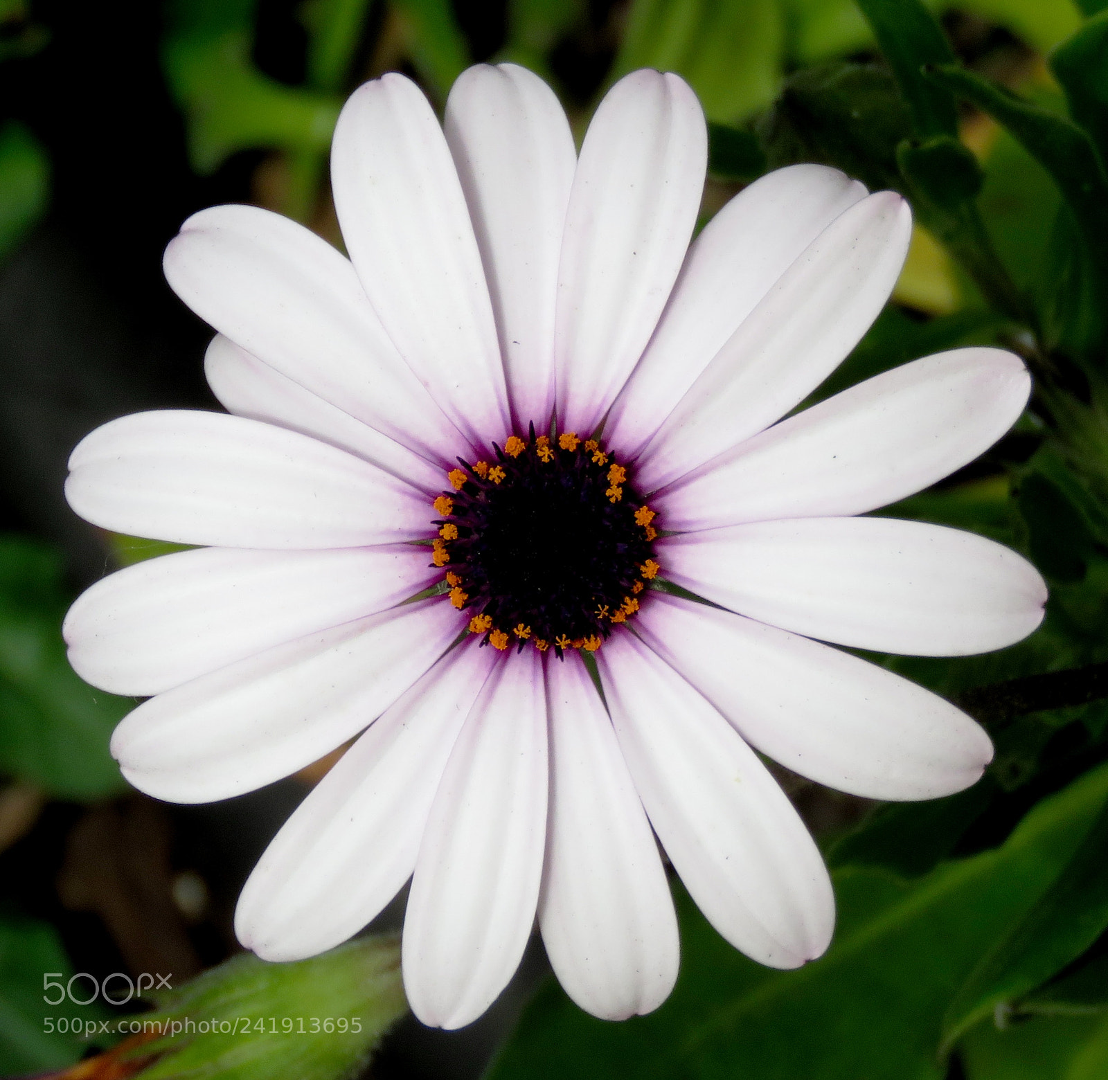 Canon PowerShot SX60 HS sample photo. A white and purple photography