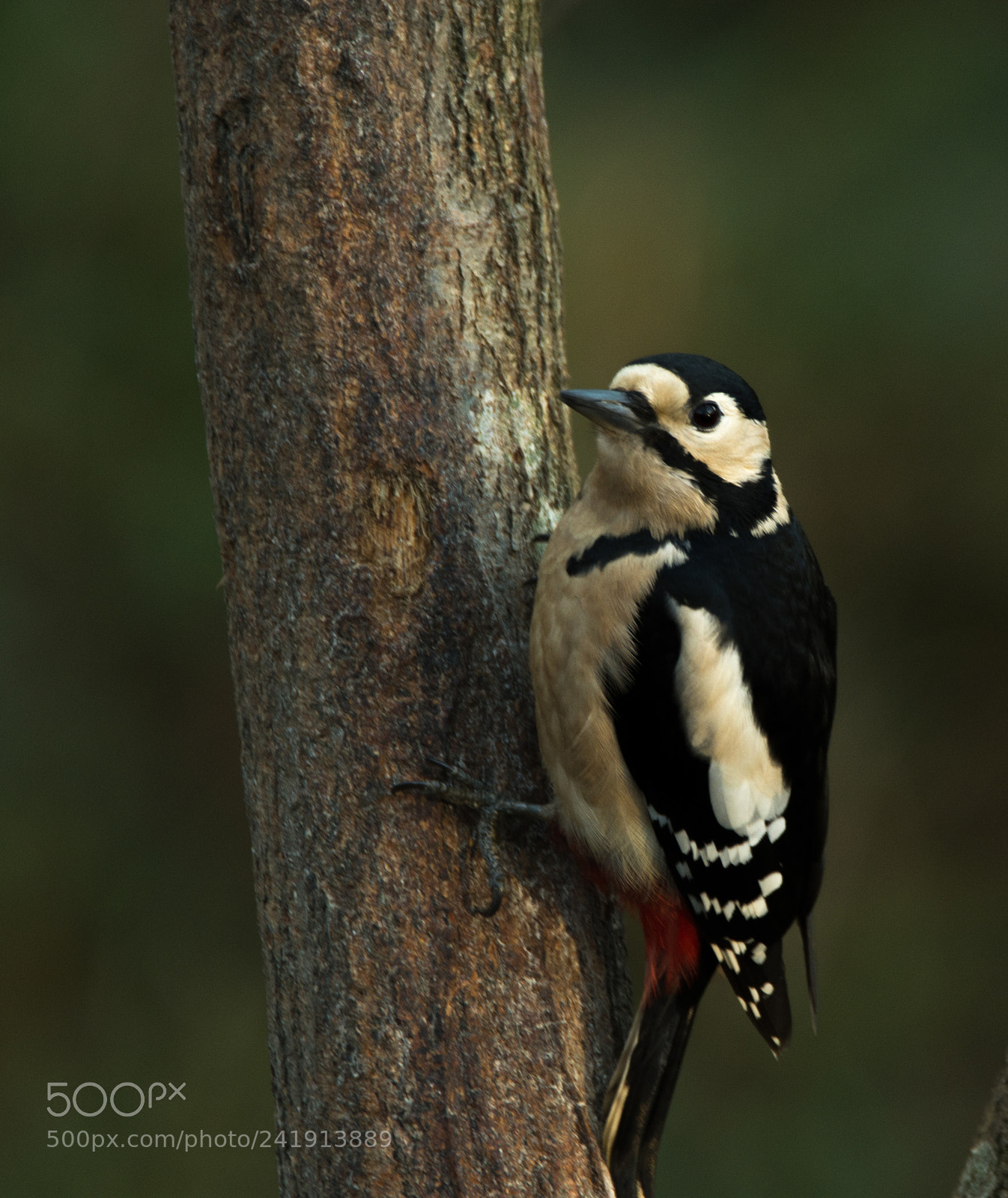 Nikon D7200 sample photo. Woodpecker photography