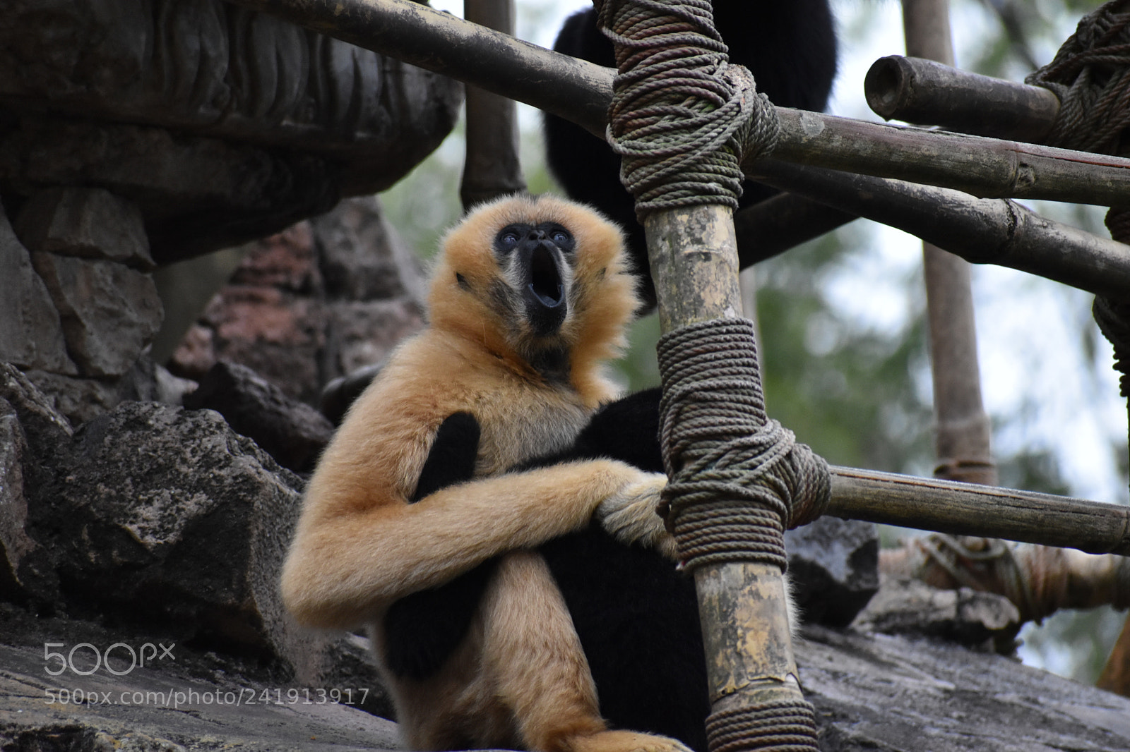 Nikon D5600 sample photo. A gibbon yawn. photography