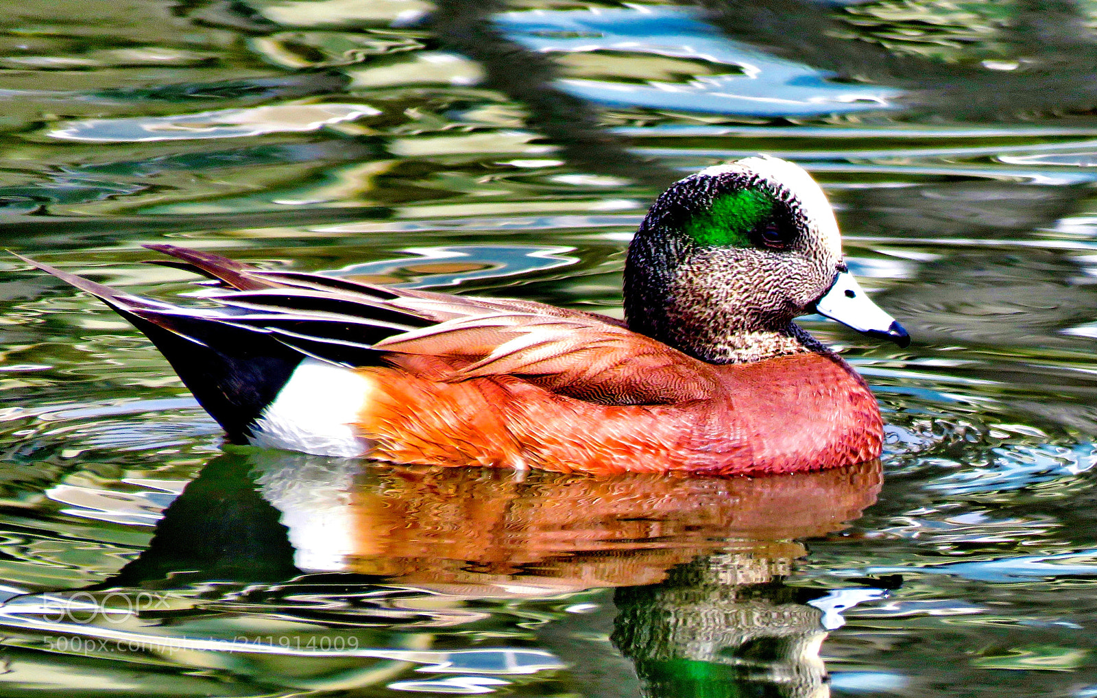 Canon PowerShot SX60 HS sample photo. A duck swimming in photography