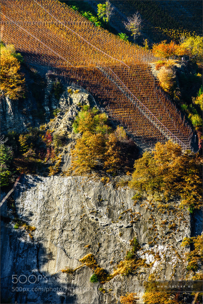 Sony Alpha a99 sample photo. Rusty colored autumnal vineards photography