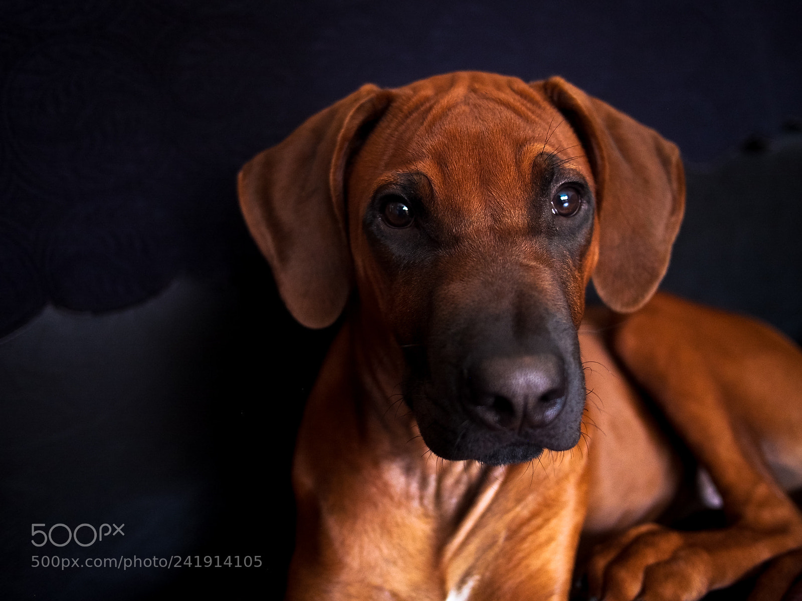 Olympus OM-D E-M5 sample photo. Zulu rhodesian ridgeback poppy photography