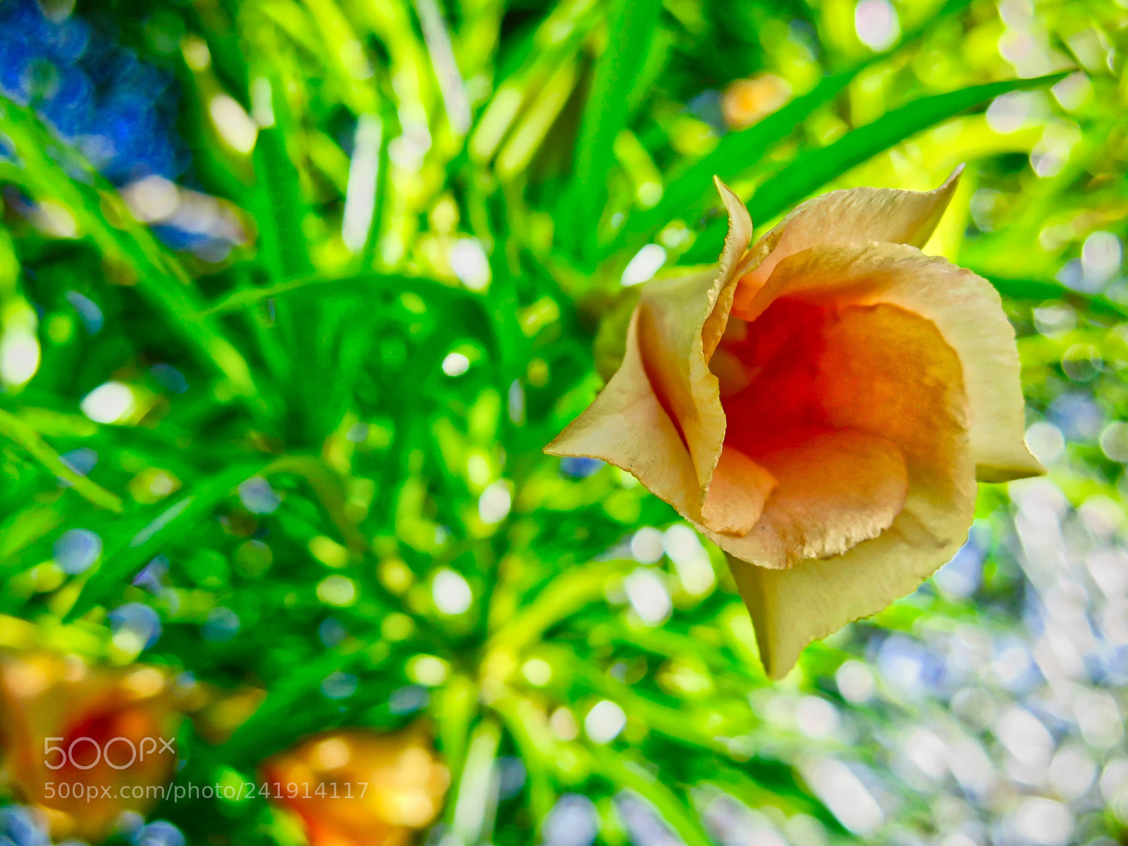 Canon PowerShot G16 sample photo. Tropical yellow photography