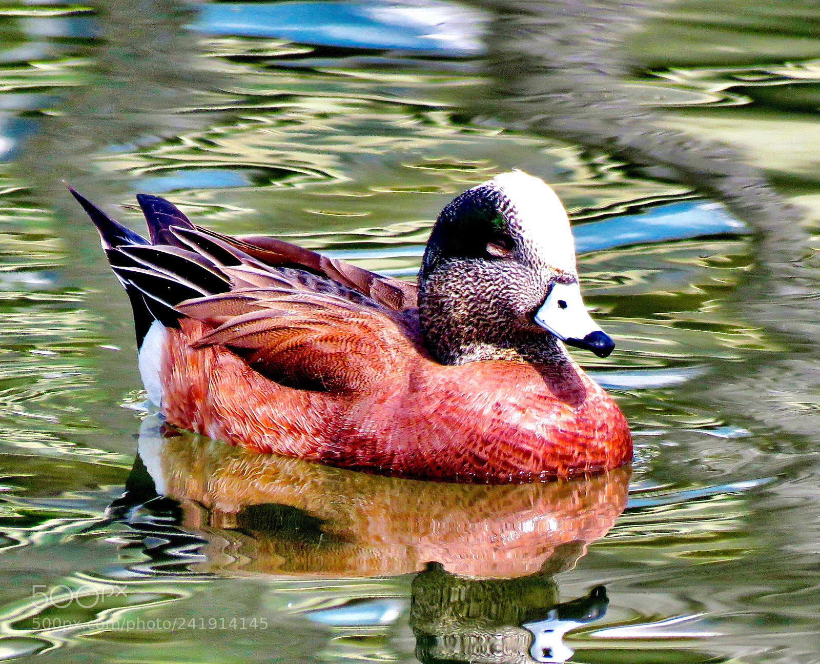 Canon PowerShot SX60 HS sample photo. Duck swimming in the photography