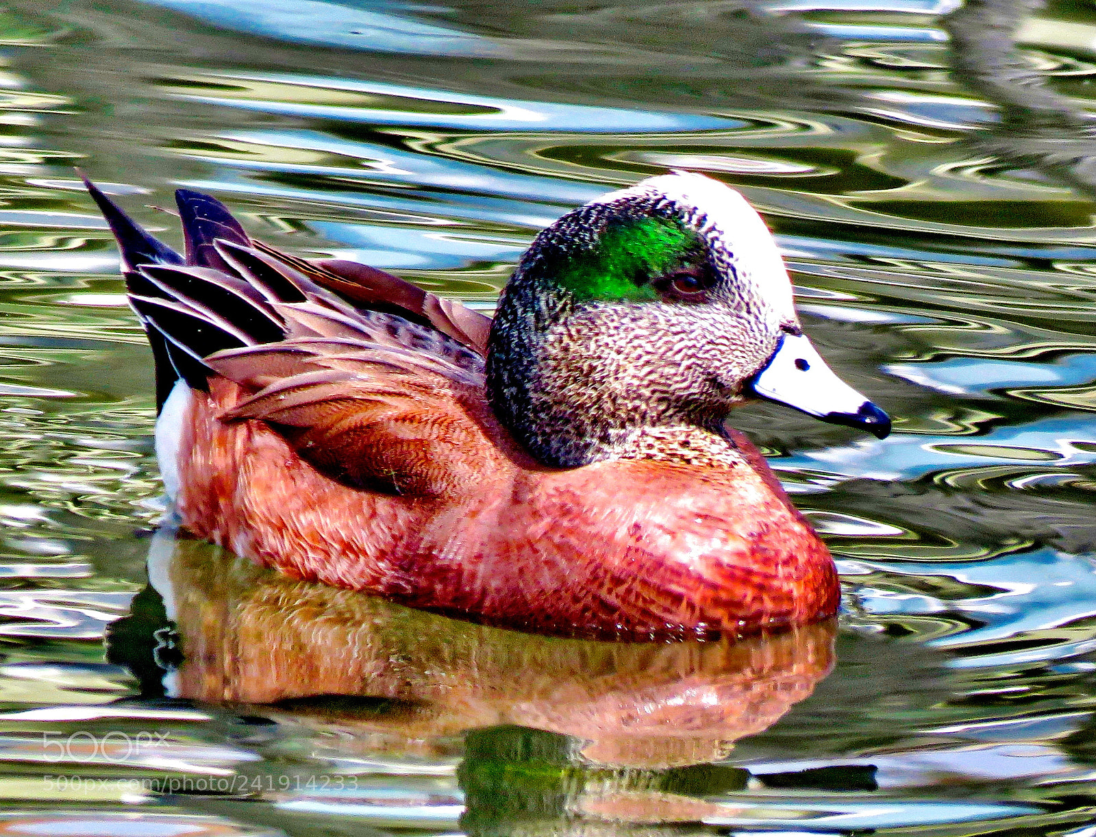 Canon PowerShot SX60 HS sample photo. A duck swimming in photography