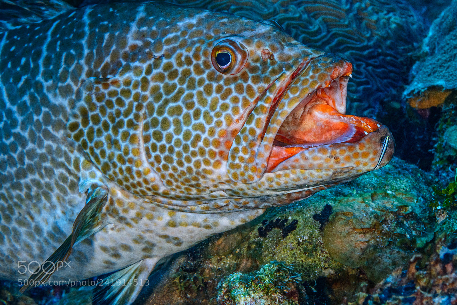Nikon D800 sample photo. Tiger grouper with cleaning photography