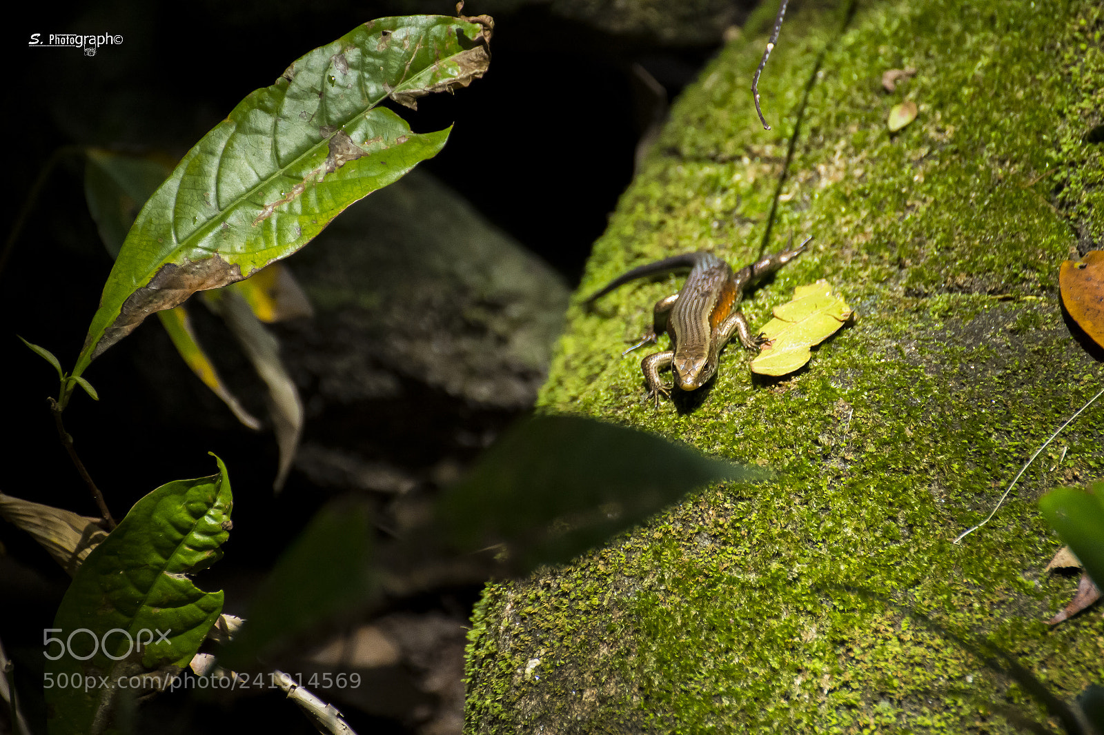 Canon EOS 60D sample photo. Iguana photography