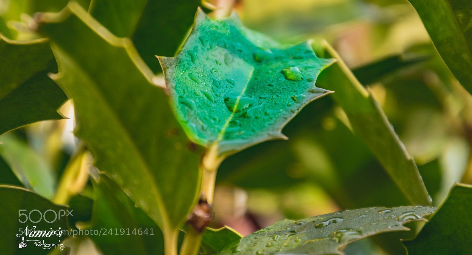 Nikon D500 sample photo. Morning mist photography
