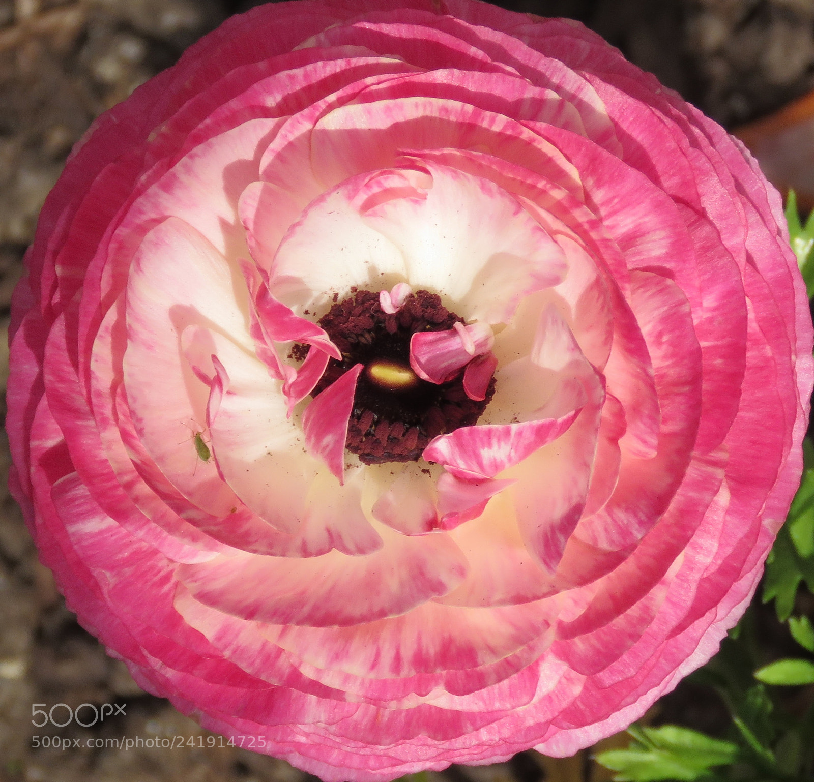 Canon PowerShot SX60 HS sample photo. A pink carnation flower photography