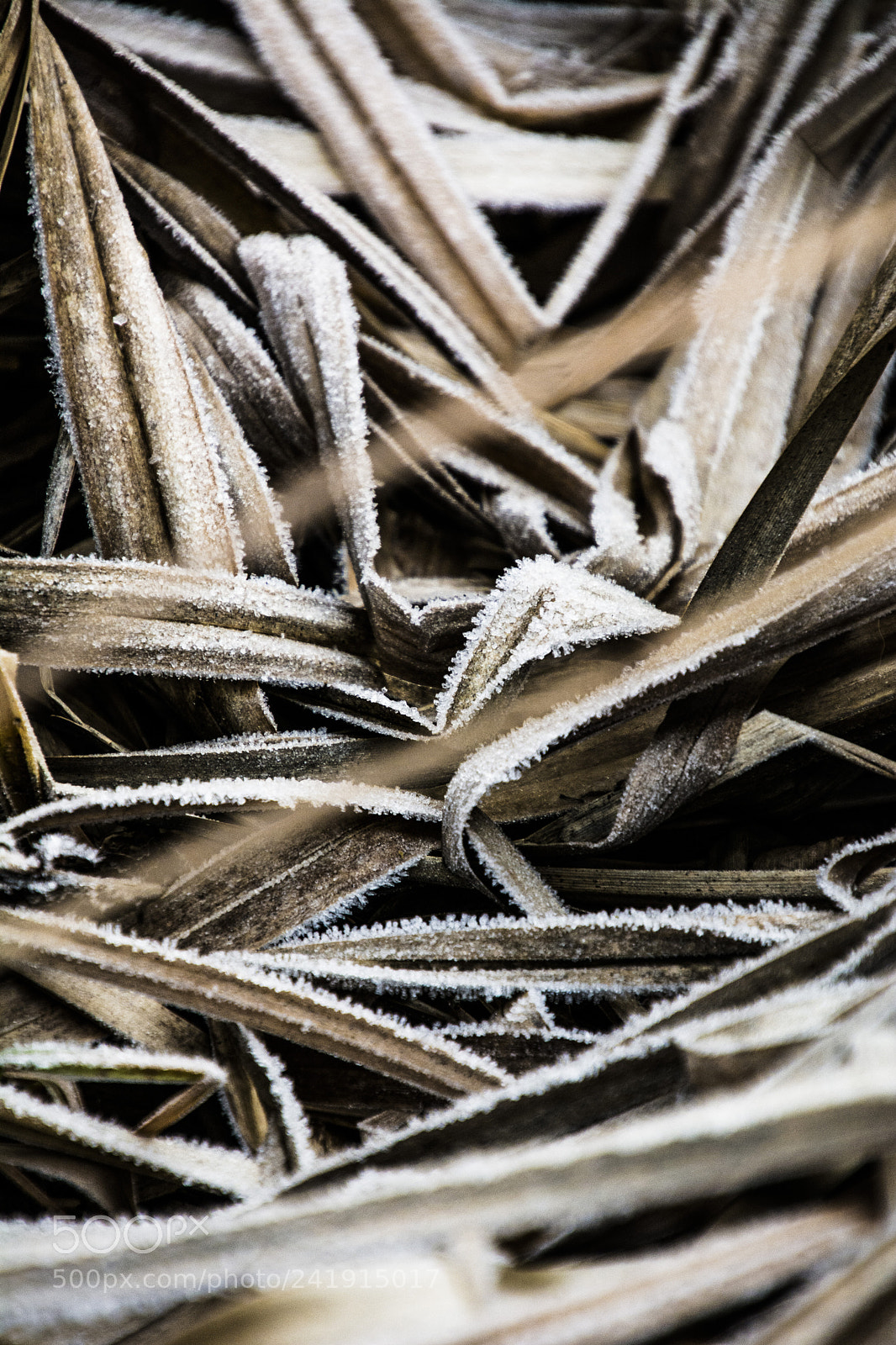 Nikon D7100 sample photo. Reeds 9.1.2018 photography
