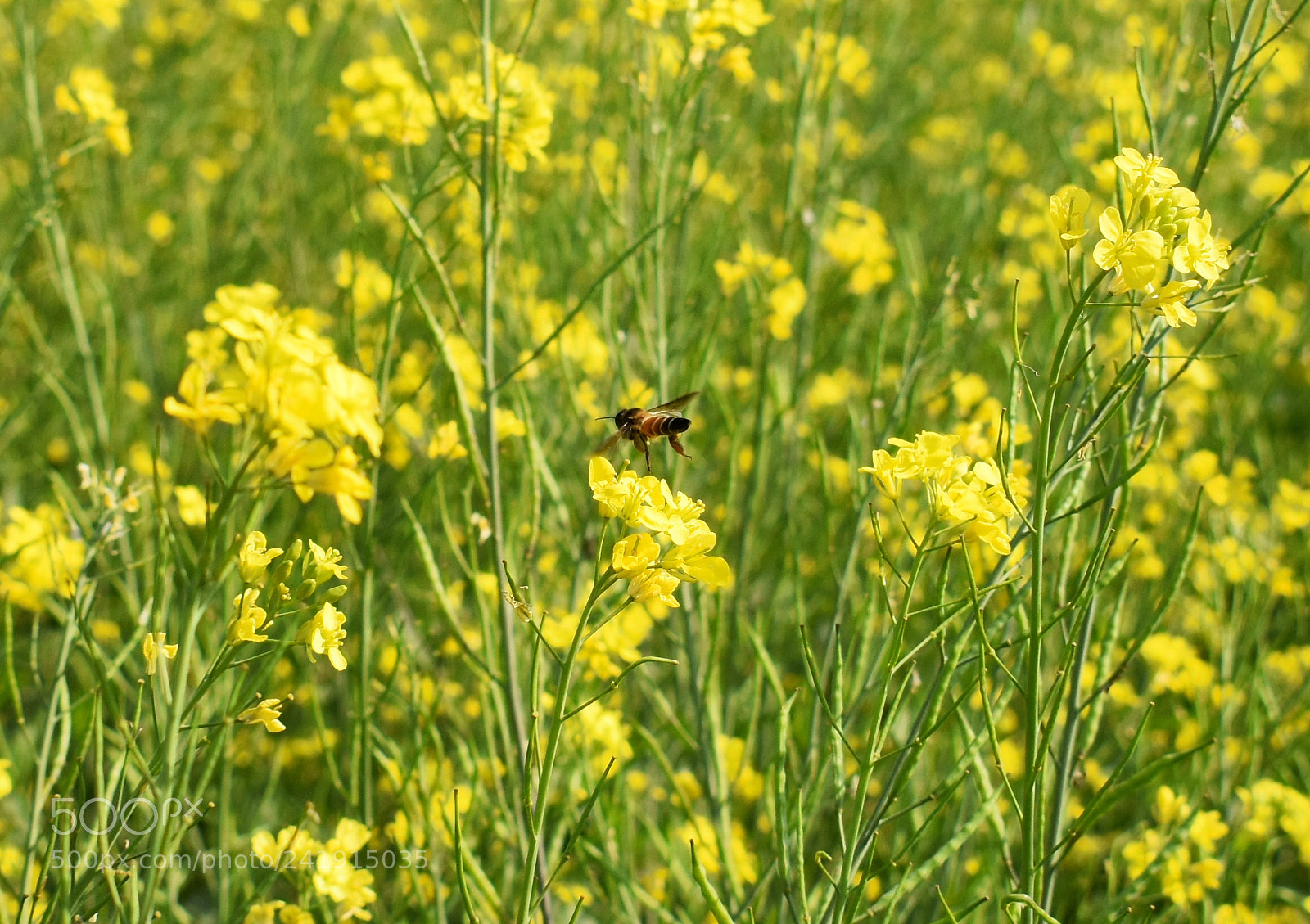 Nikon D5500 sample photo. Untitled photography