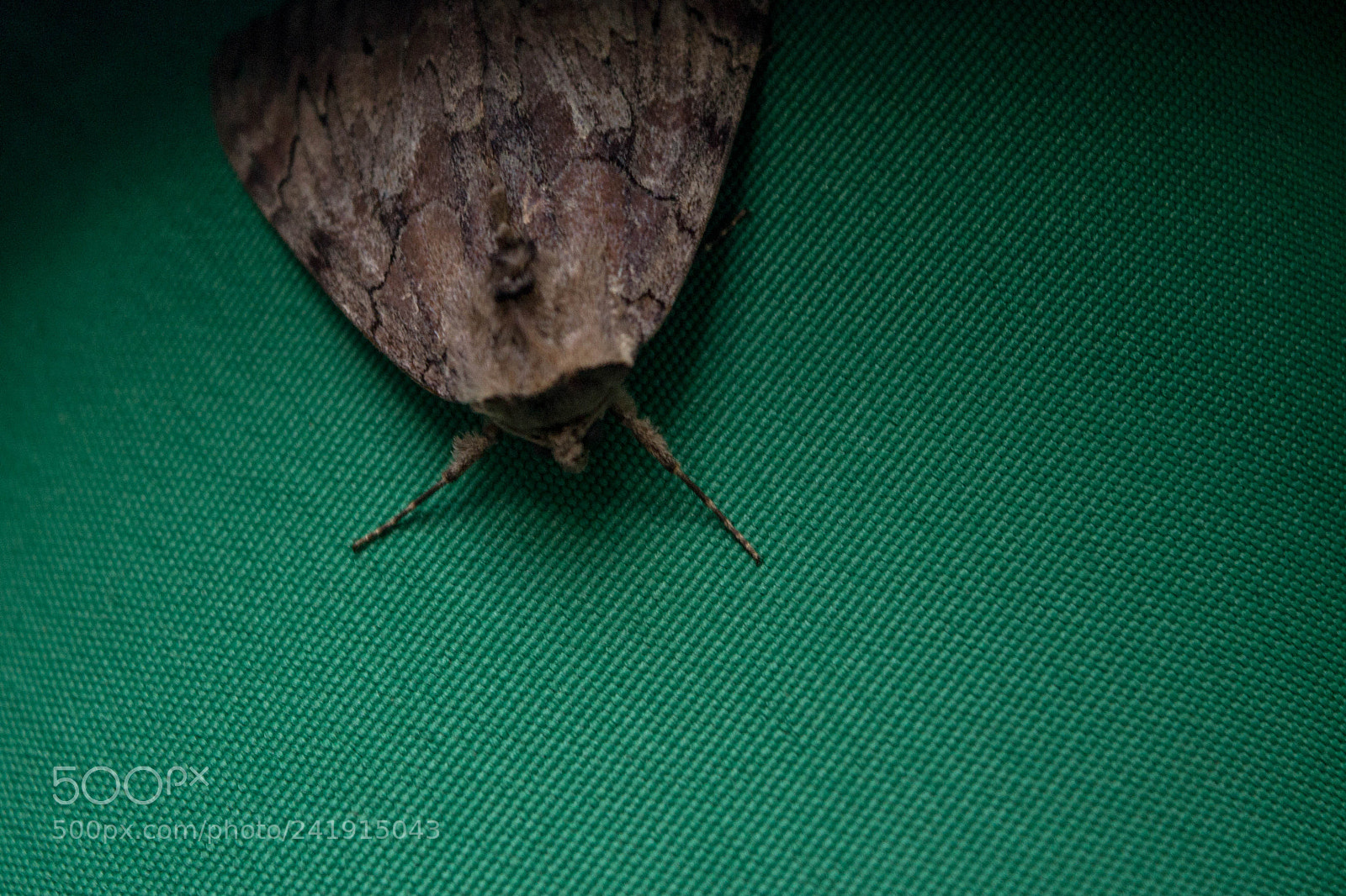 Nikon D3100 sample photo. Texture photography