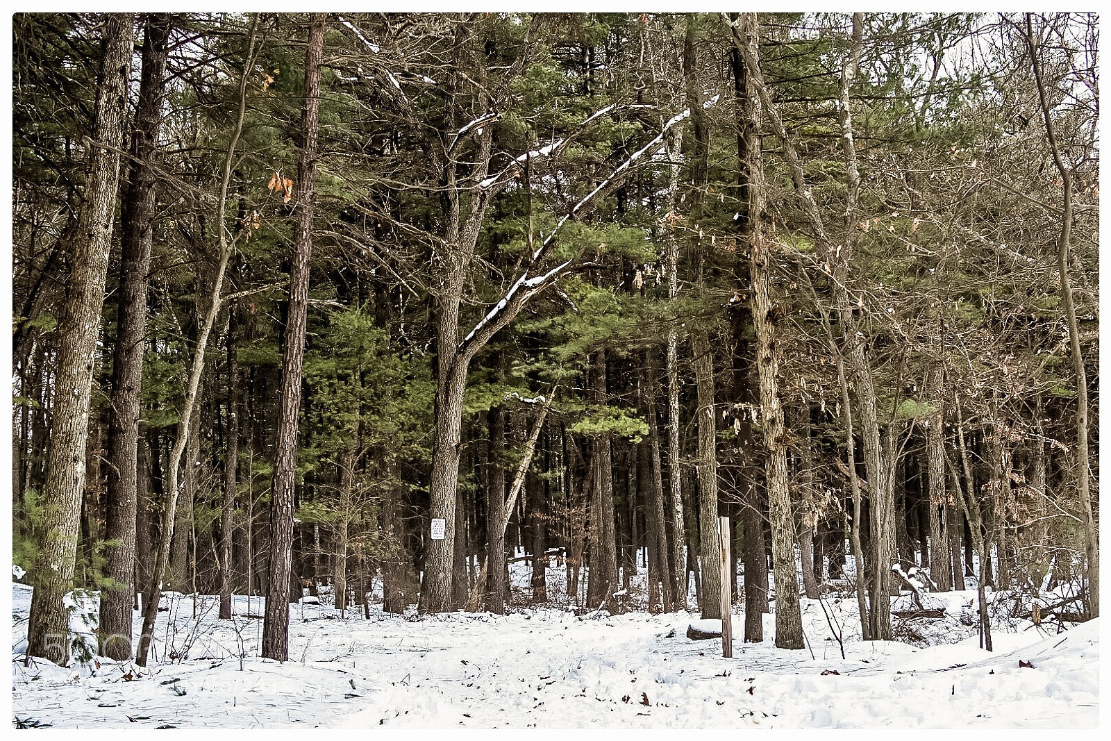 Nikon D7200 sample photo. Right or left photography