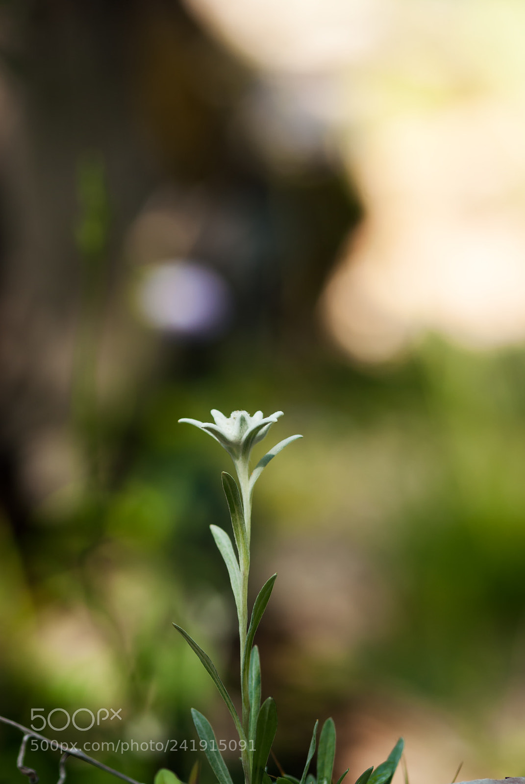 Nikon D60 sample photo. Edelweiss flower photography