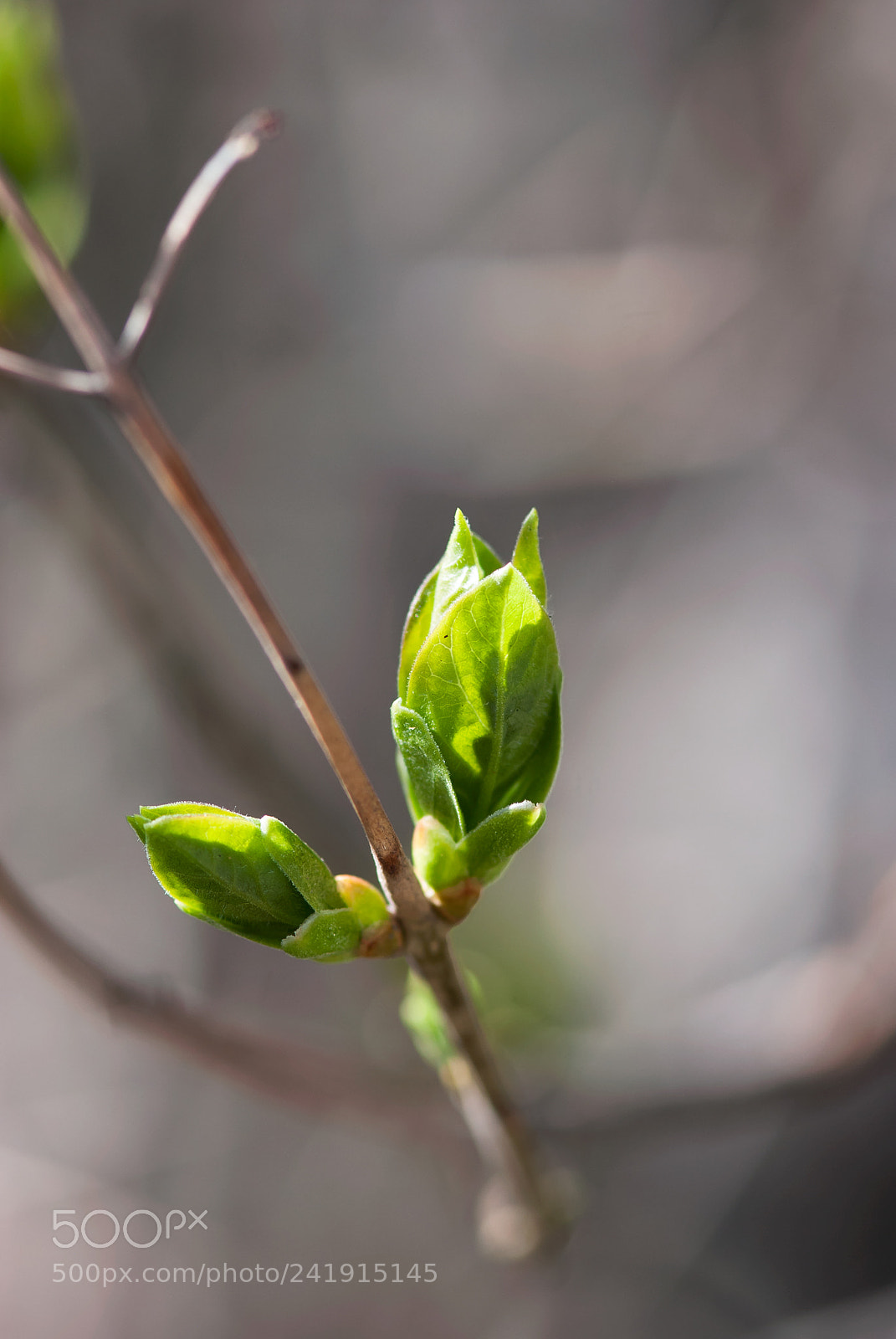 Nikon D60 sample photo. Green leaf buds photography