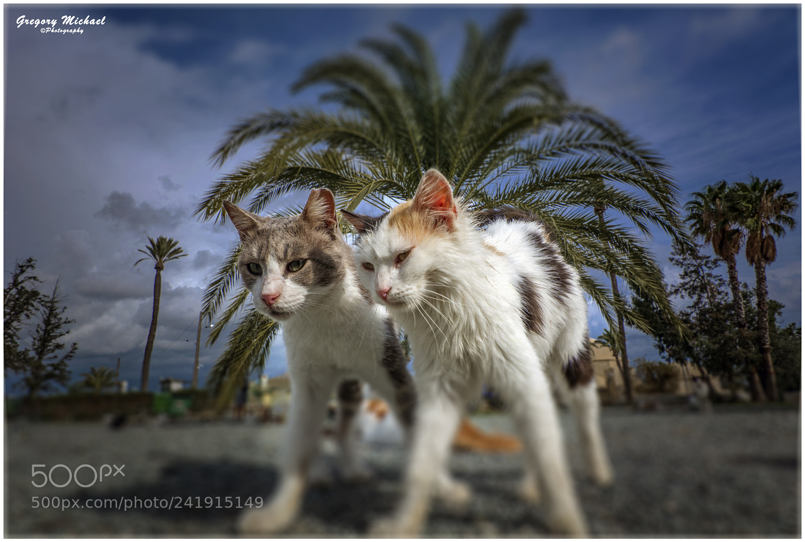 Nikon D7100 sample photo. Together !!! photography
