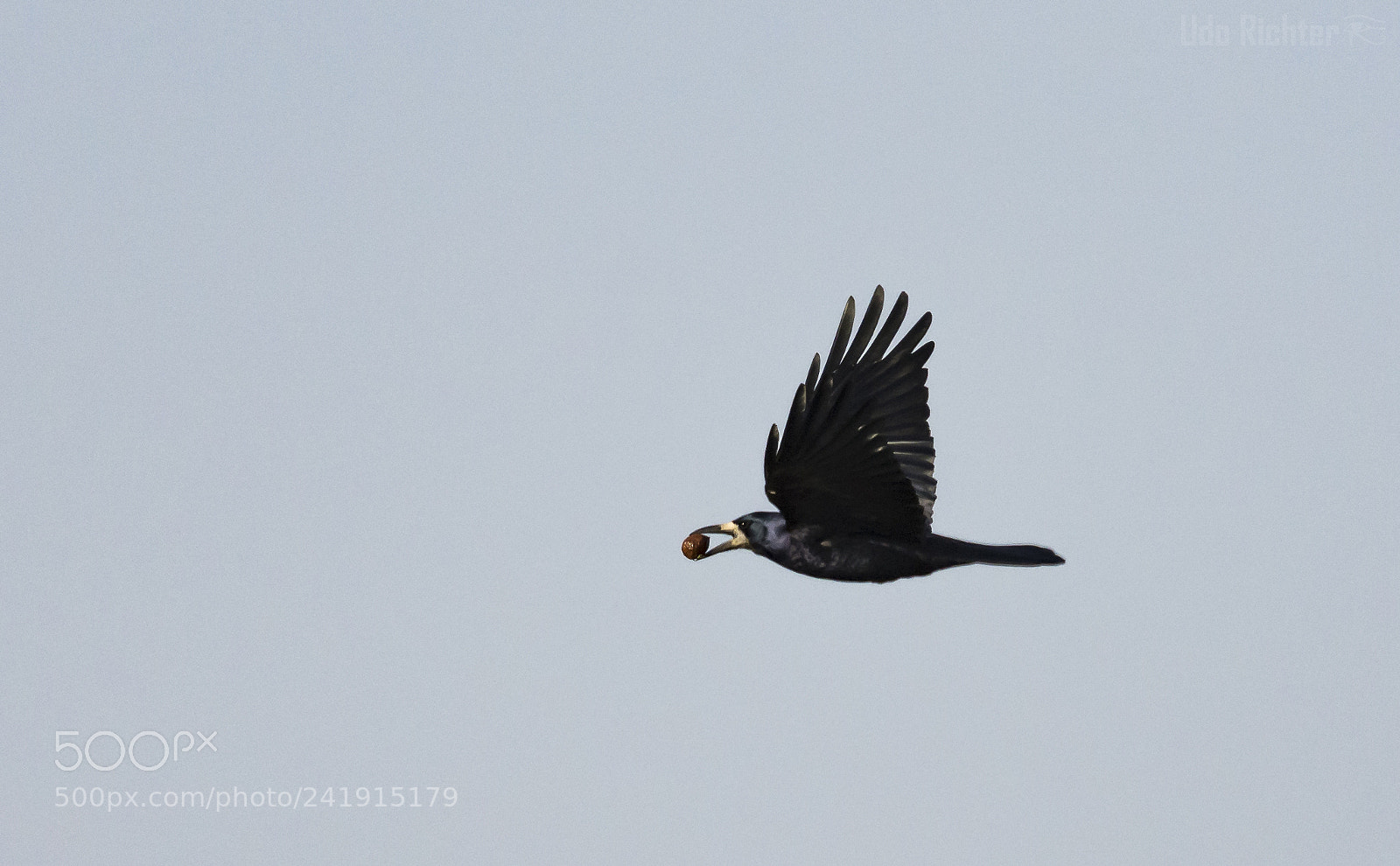Nikon D7200 sample photo. 'nutbird' photography