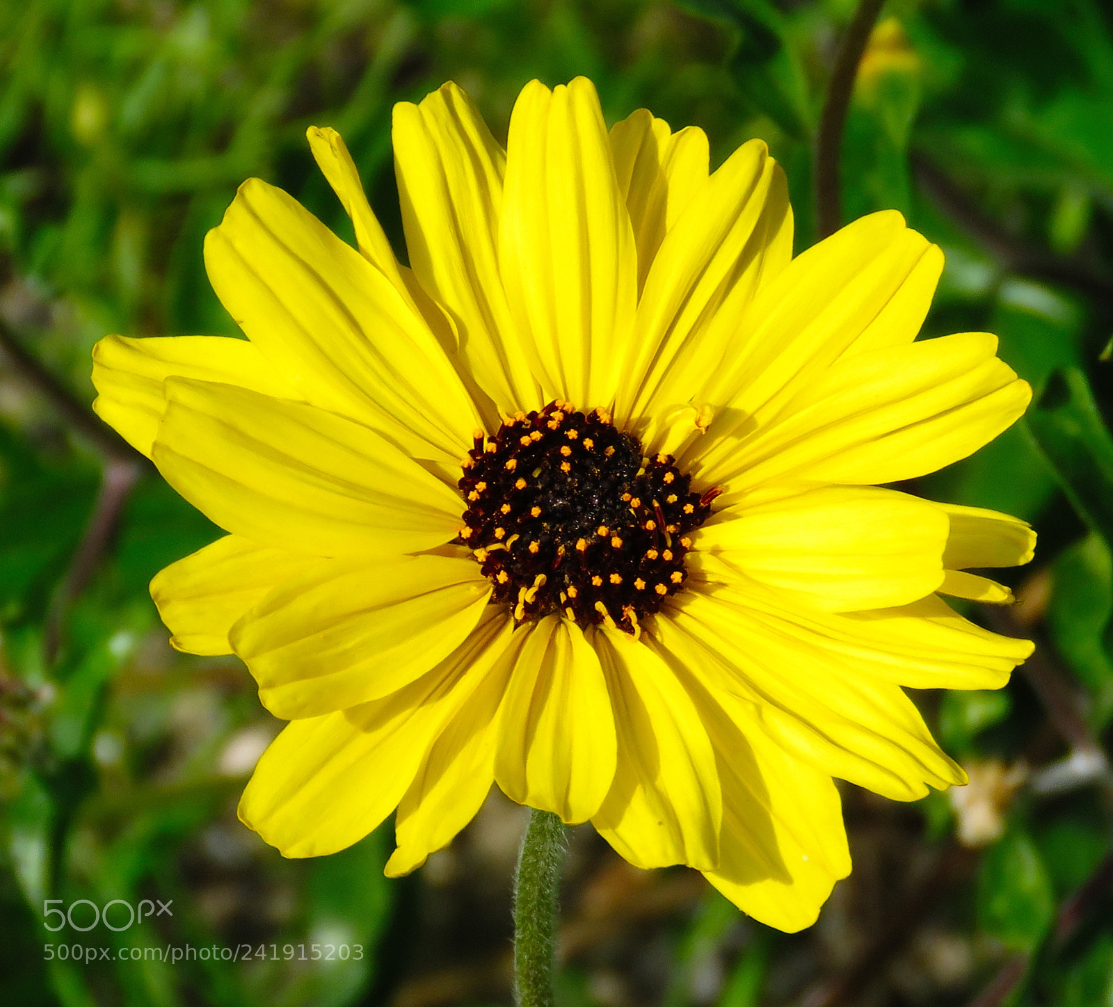 Canon PowerShot SX60 HS sample photo. A gold daisy flower photography