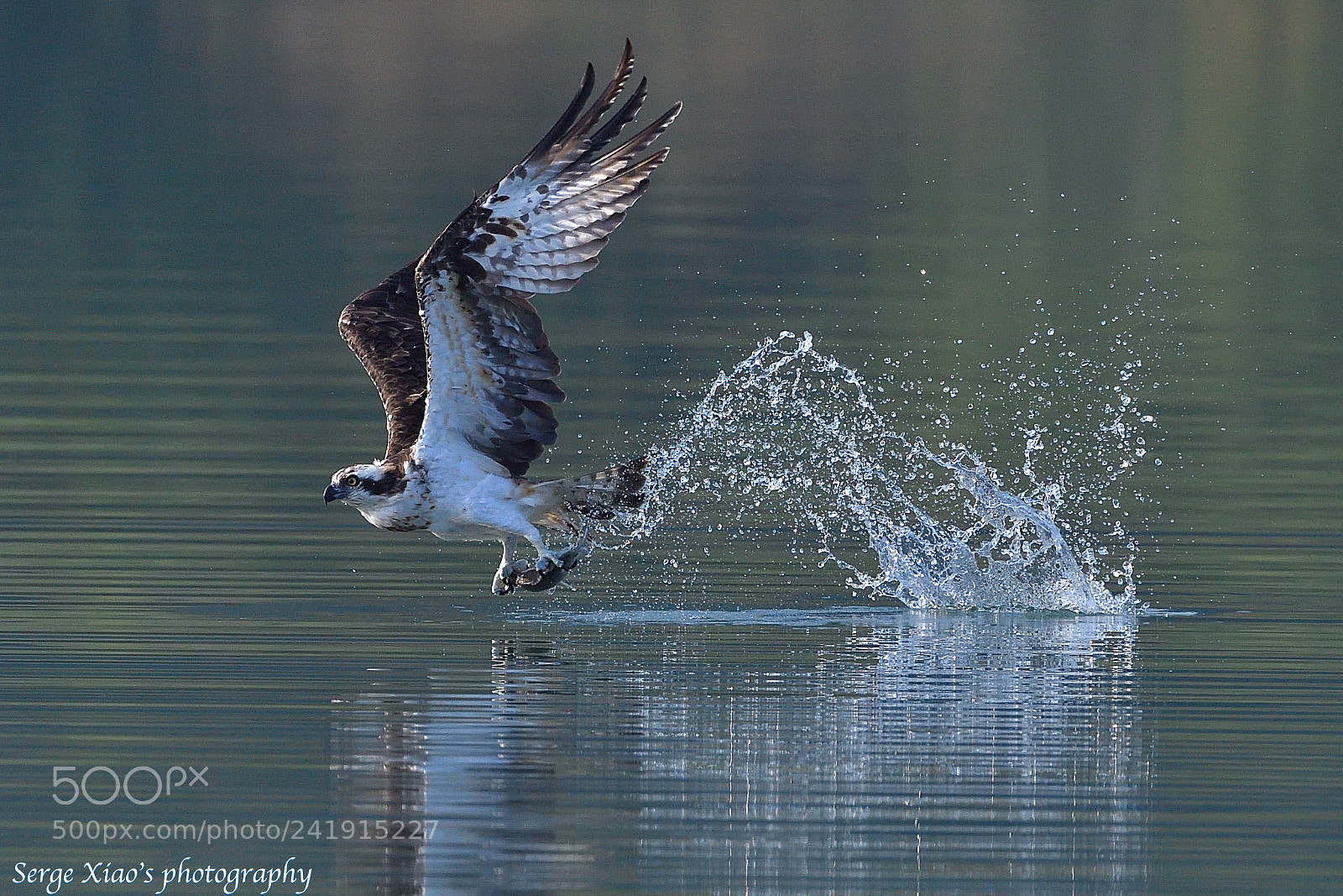 Nikon D5 sample photo. Osprey photography
