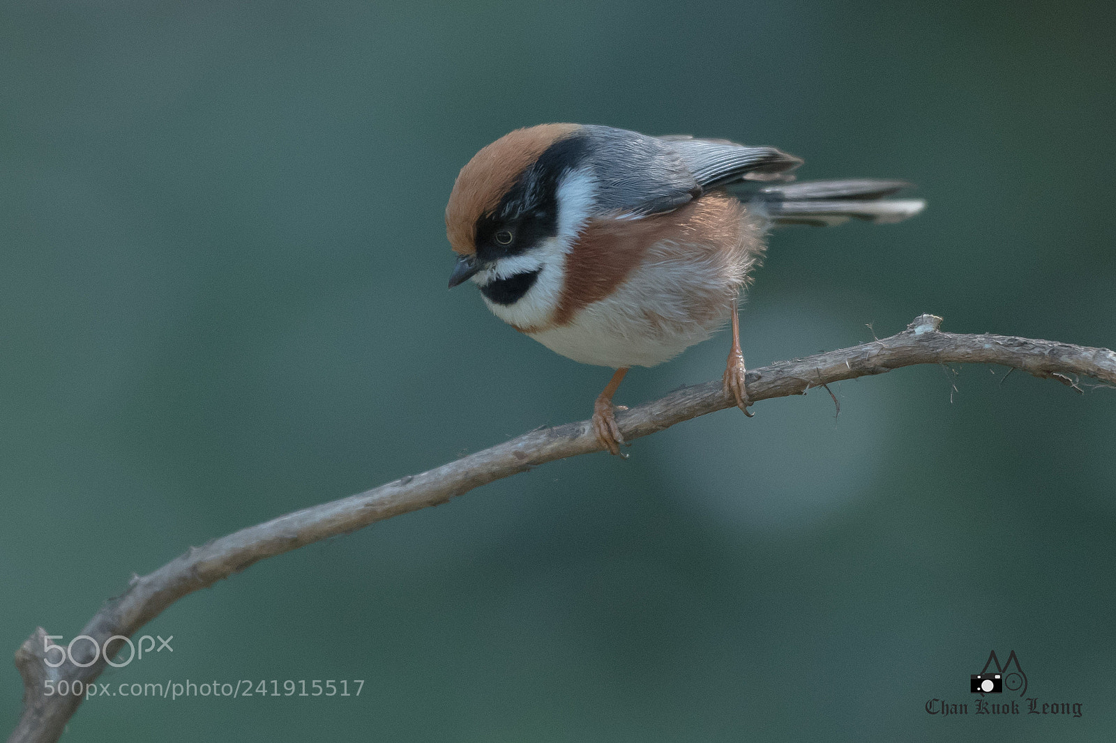 Nikon D500 sample photo. Cute bird photography