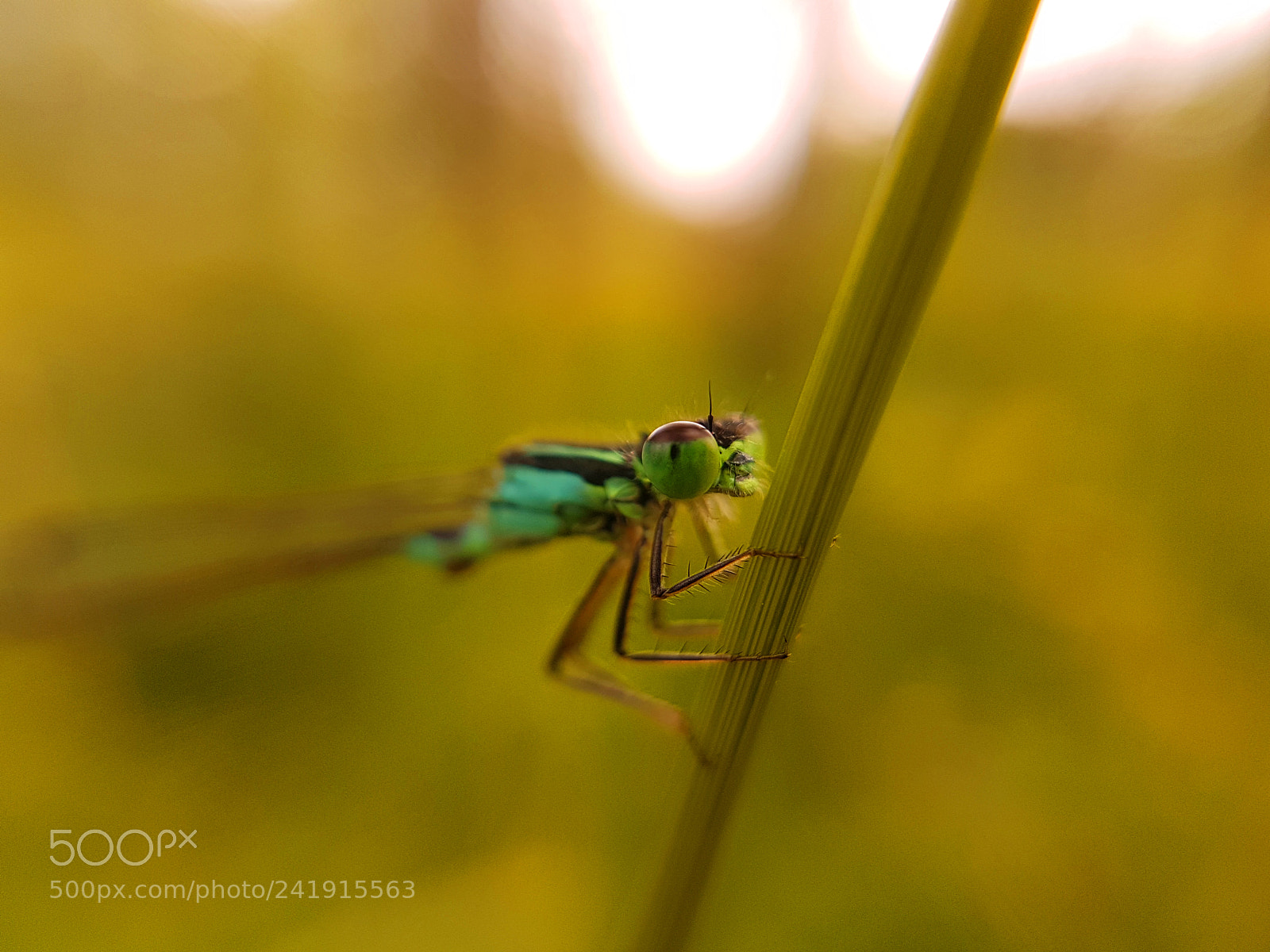 Samsung Galaxy S7 Edge sample photo. Dragonfly photography