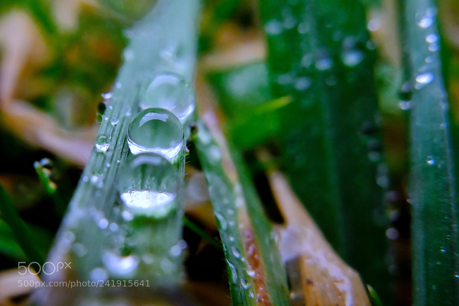 Fujifilm X10 sample photo. Rain photography