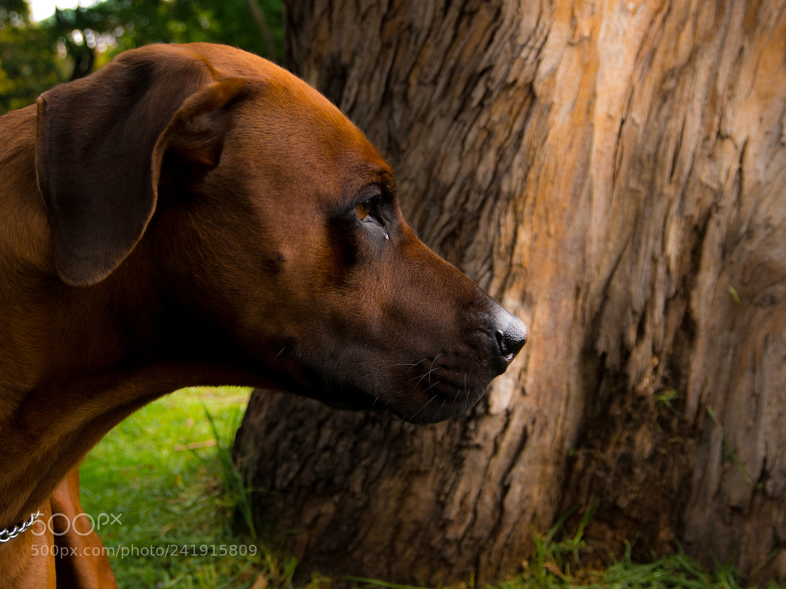 Olympus OM-D E-M5 sample photo. Zulu rhodesian ridgeback photography