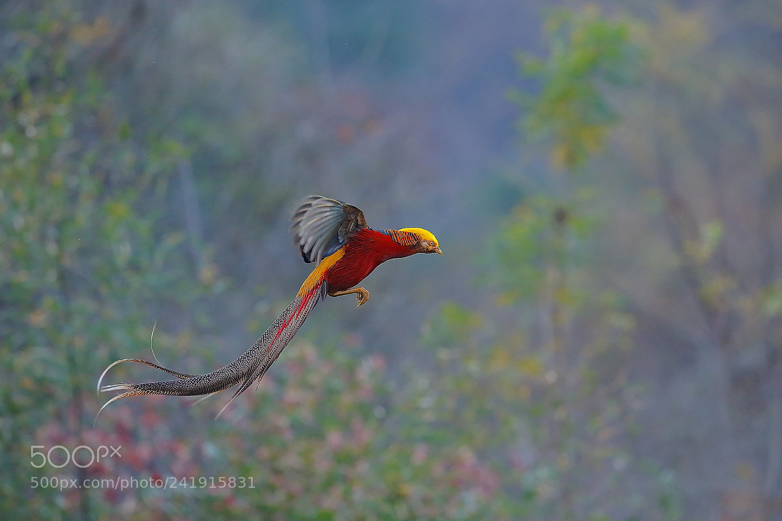 Canon EOS-1D X sample photo. 紅腹錦雞飛行 photography