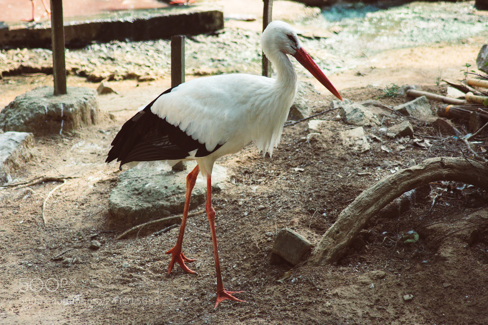 Nikon D3400 sample photo. Egret photography