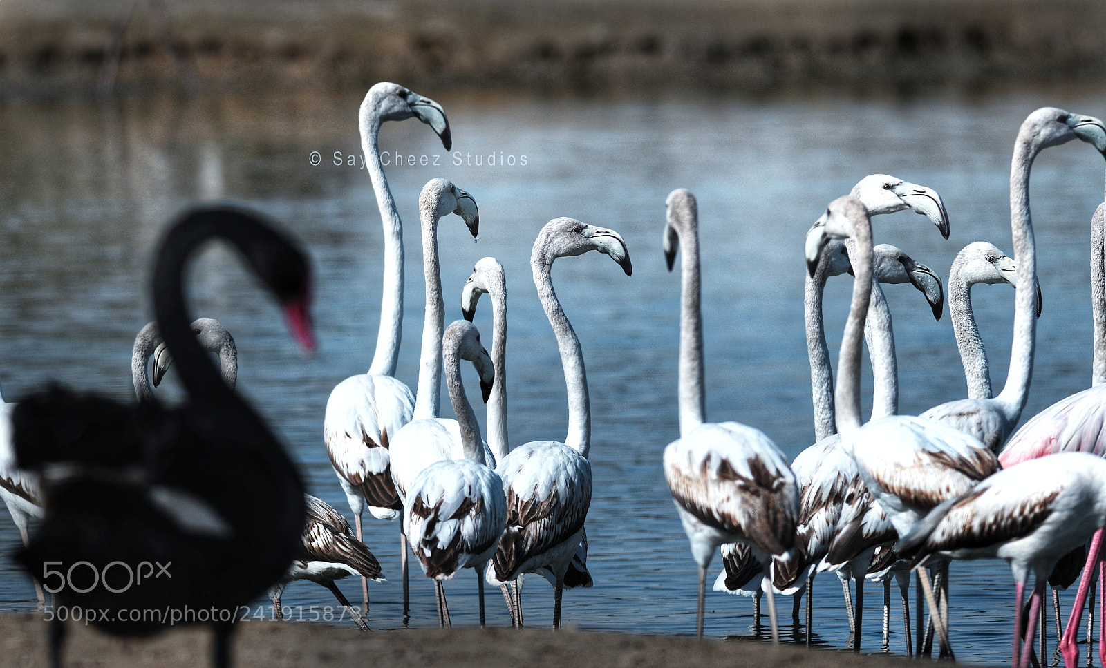Nikon D500 sample photo. Flemingoes photography
