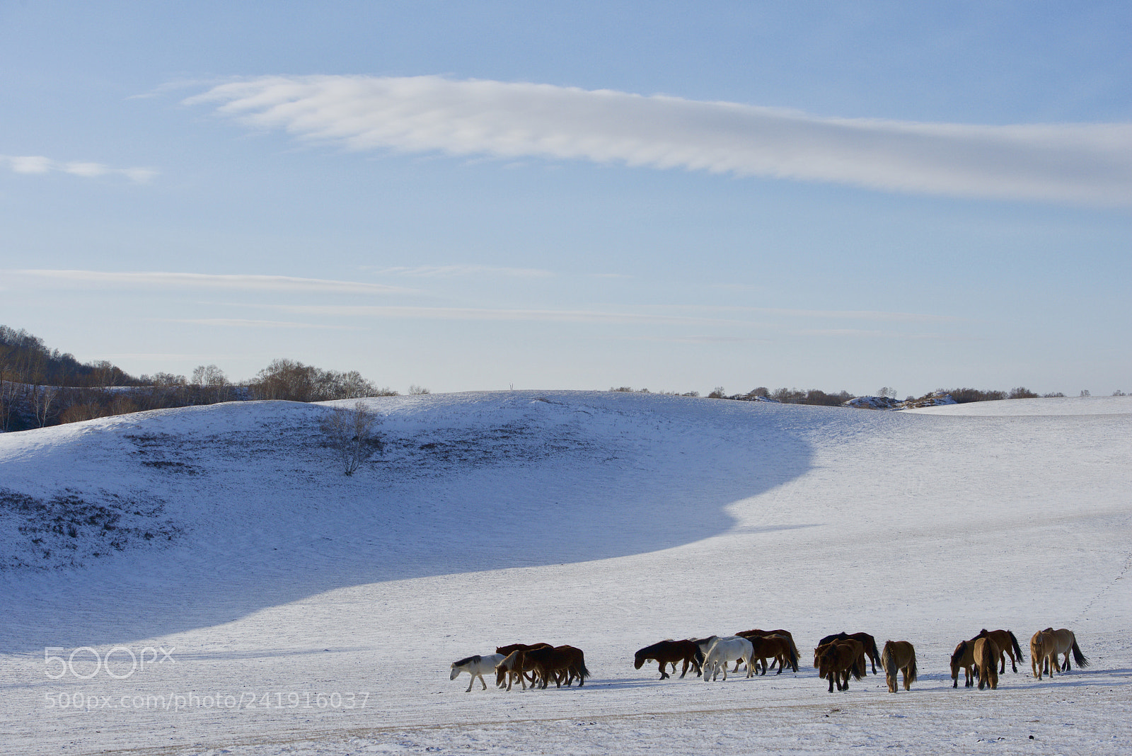 Nikon D800 sample photo. Winter grazing photography