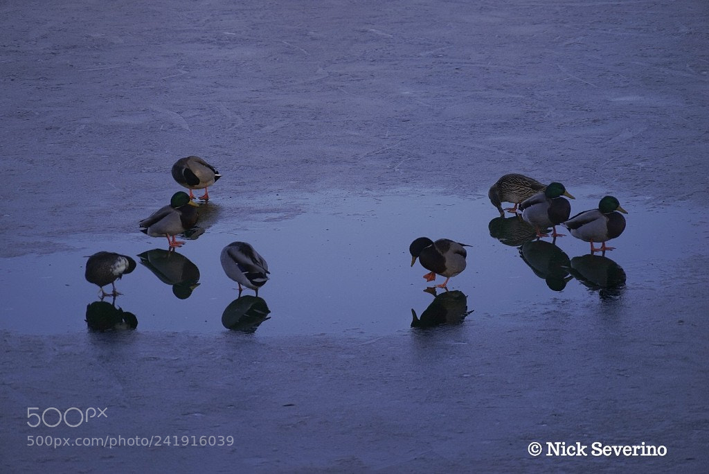 Sony a7R sample photo. Birds on the ice photography