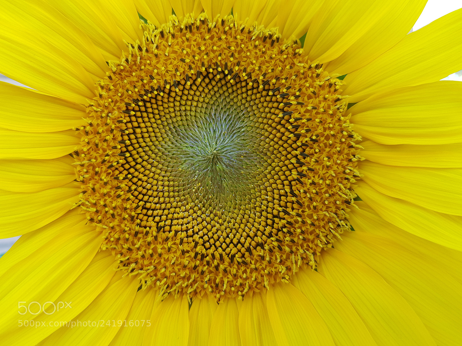 Samsung Galaxy S8+ sample photo. Sunflower photography