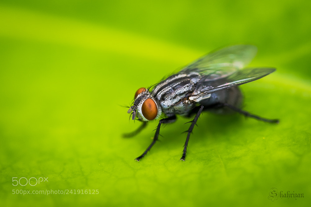 Nikon D500 sample photo. The fly photography
