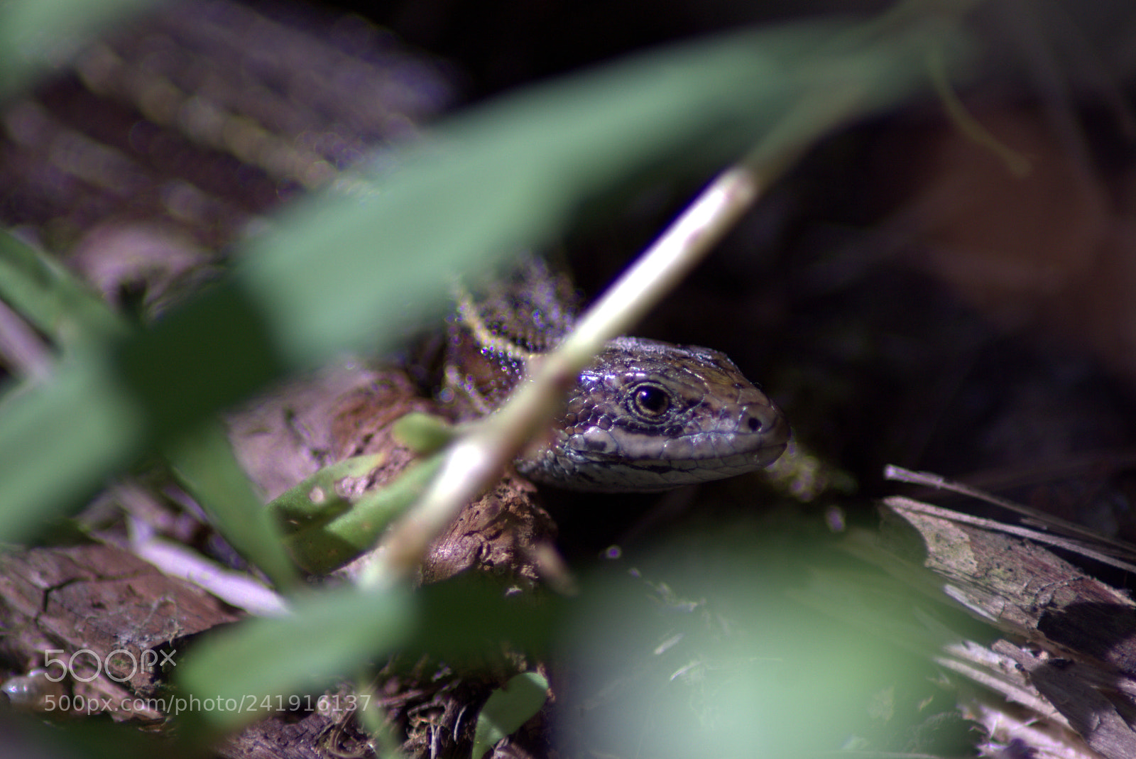 Sony SLT-A65 (SLT-A65V) sample photo. Ящер Федор Тауренский!)) photography