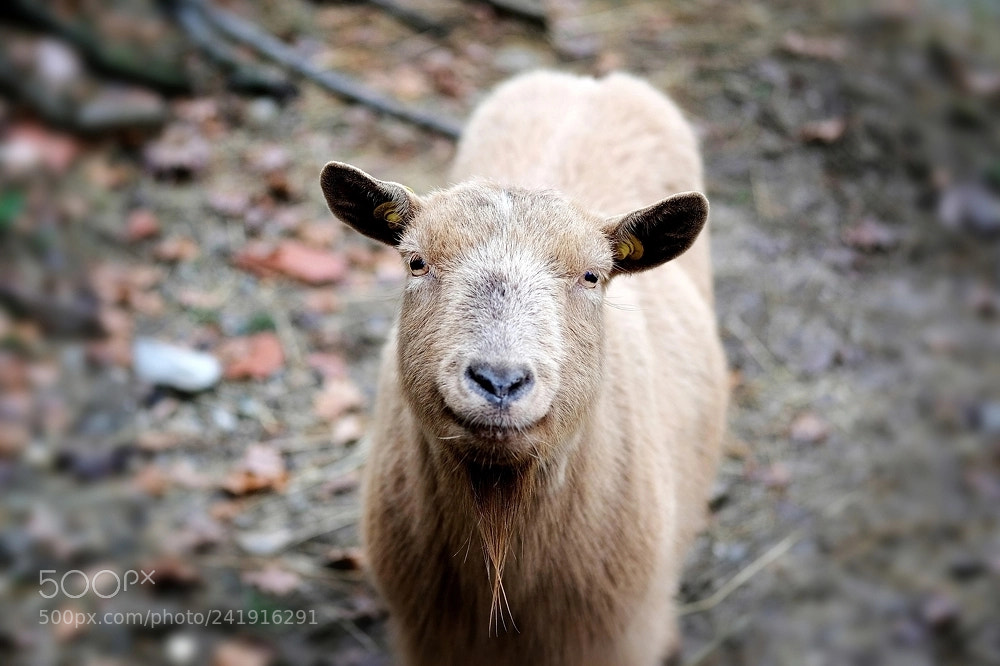 Fujifilm X-T2 sample photo. The man who stare photography