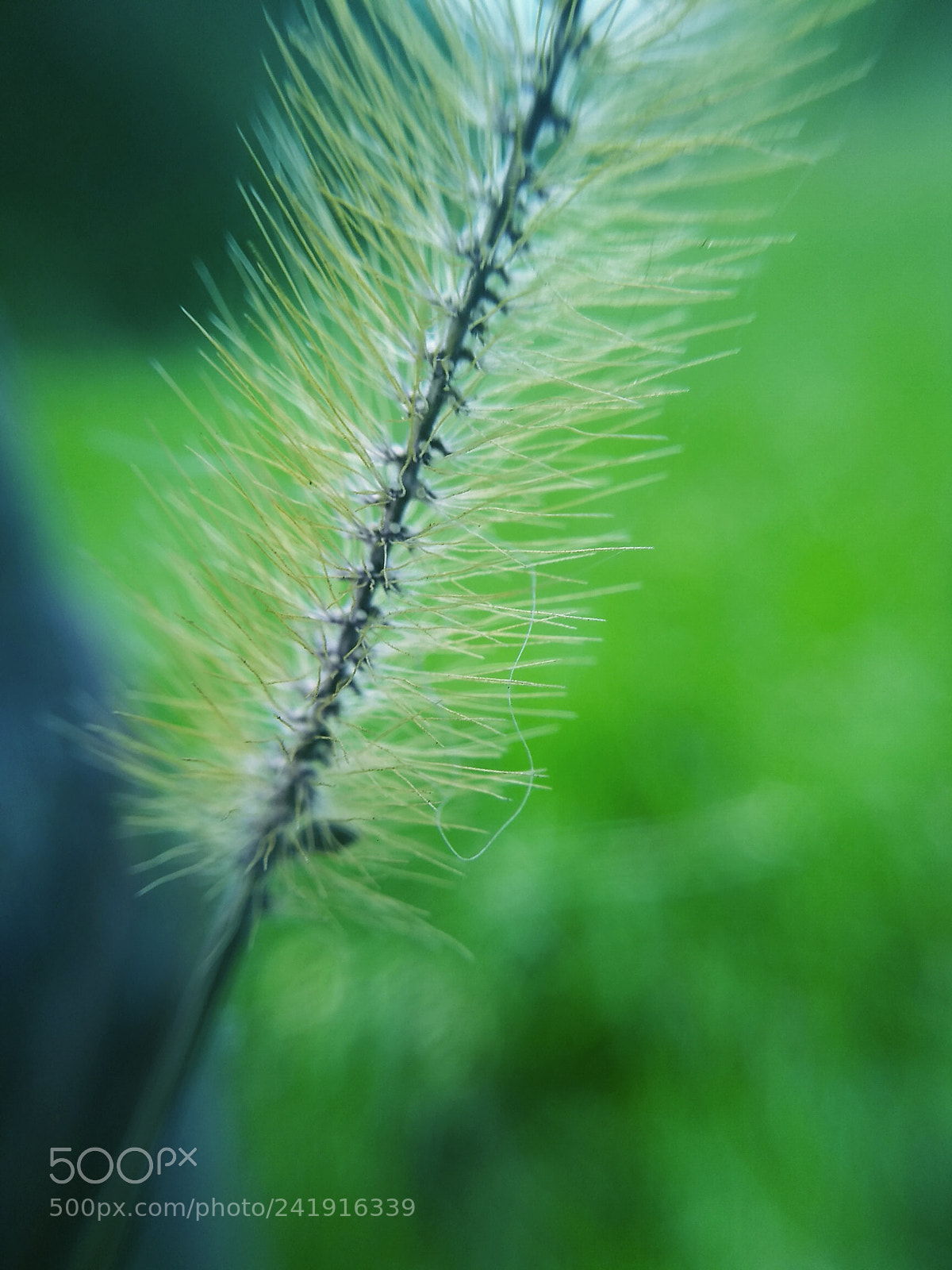 Motorola Moto G (5S) sample photo. Small things ?? photography