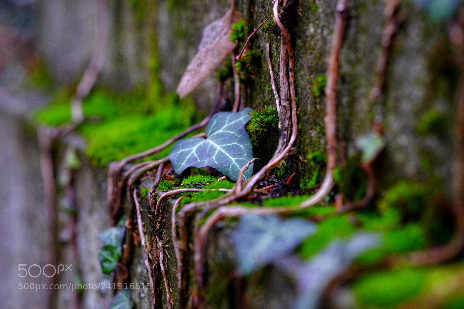 Fujifilm X-T10 sample photo. Trauriger efeu, wien, zentralfriedhof, photography