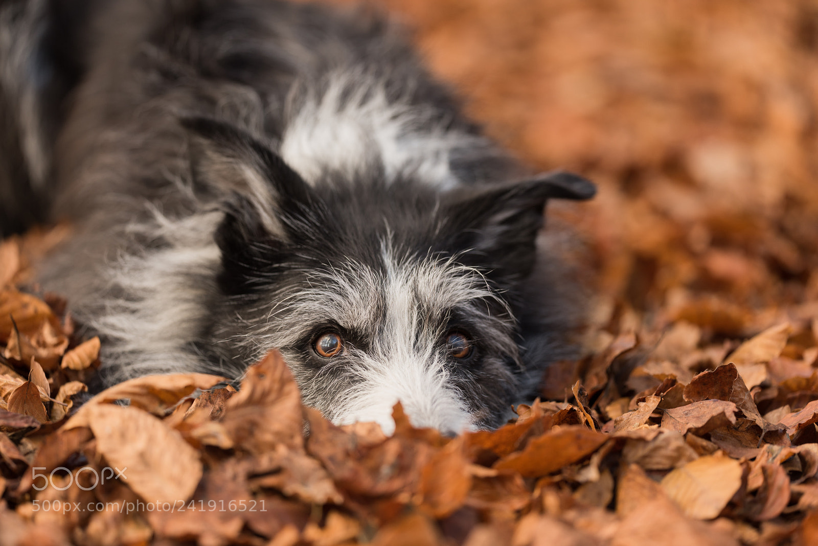 Nikon D810 sample photo. Dog hibernating photography