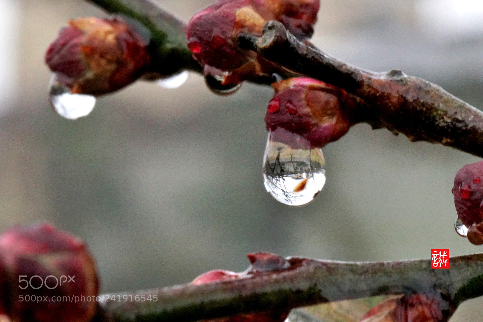 Sony a6500 sample photo. Raindrops 0109 photography